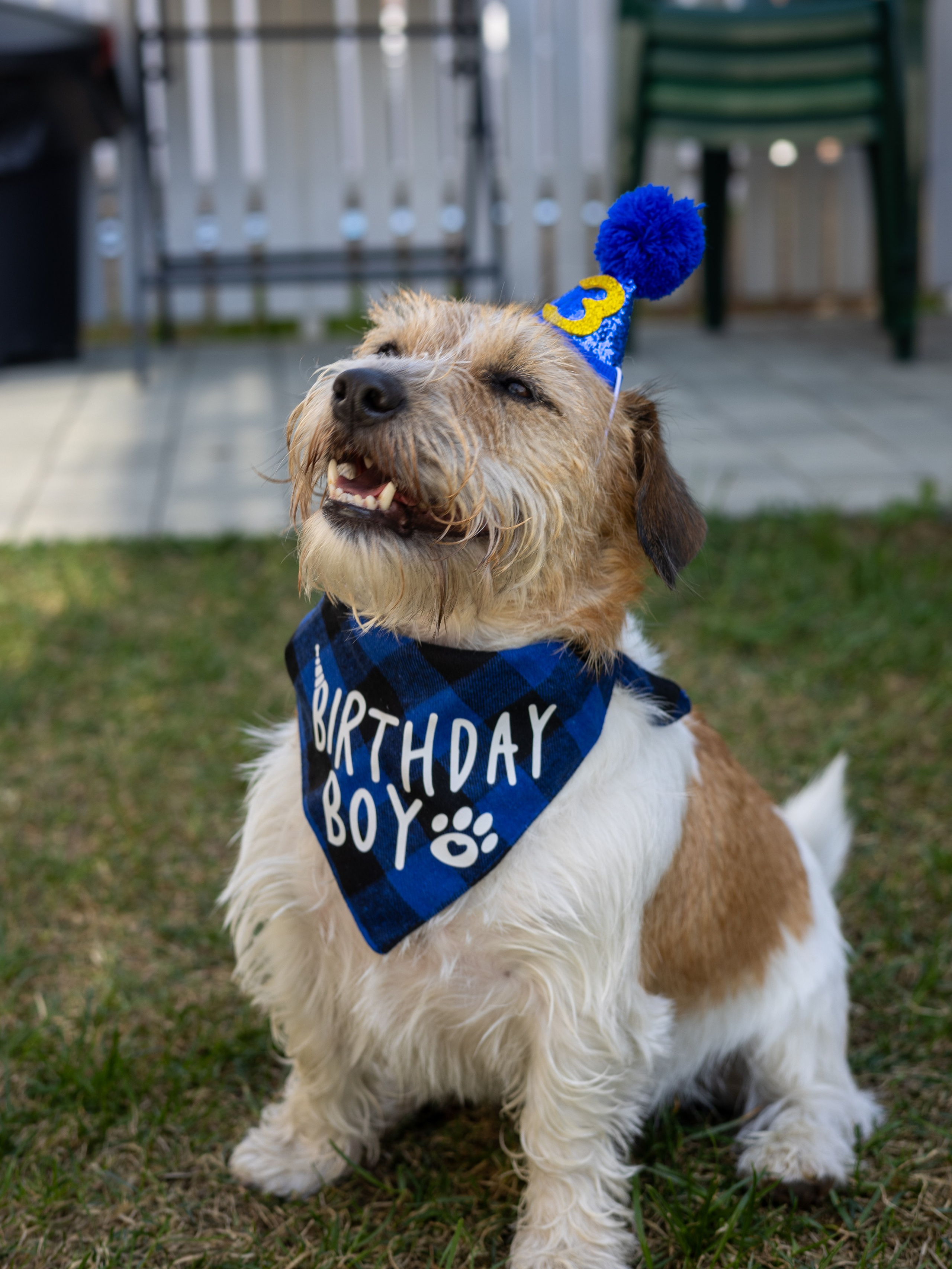 День рождение Зенита. Фотограф-анималист в Москве Кириллова Татьяна