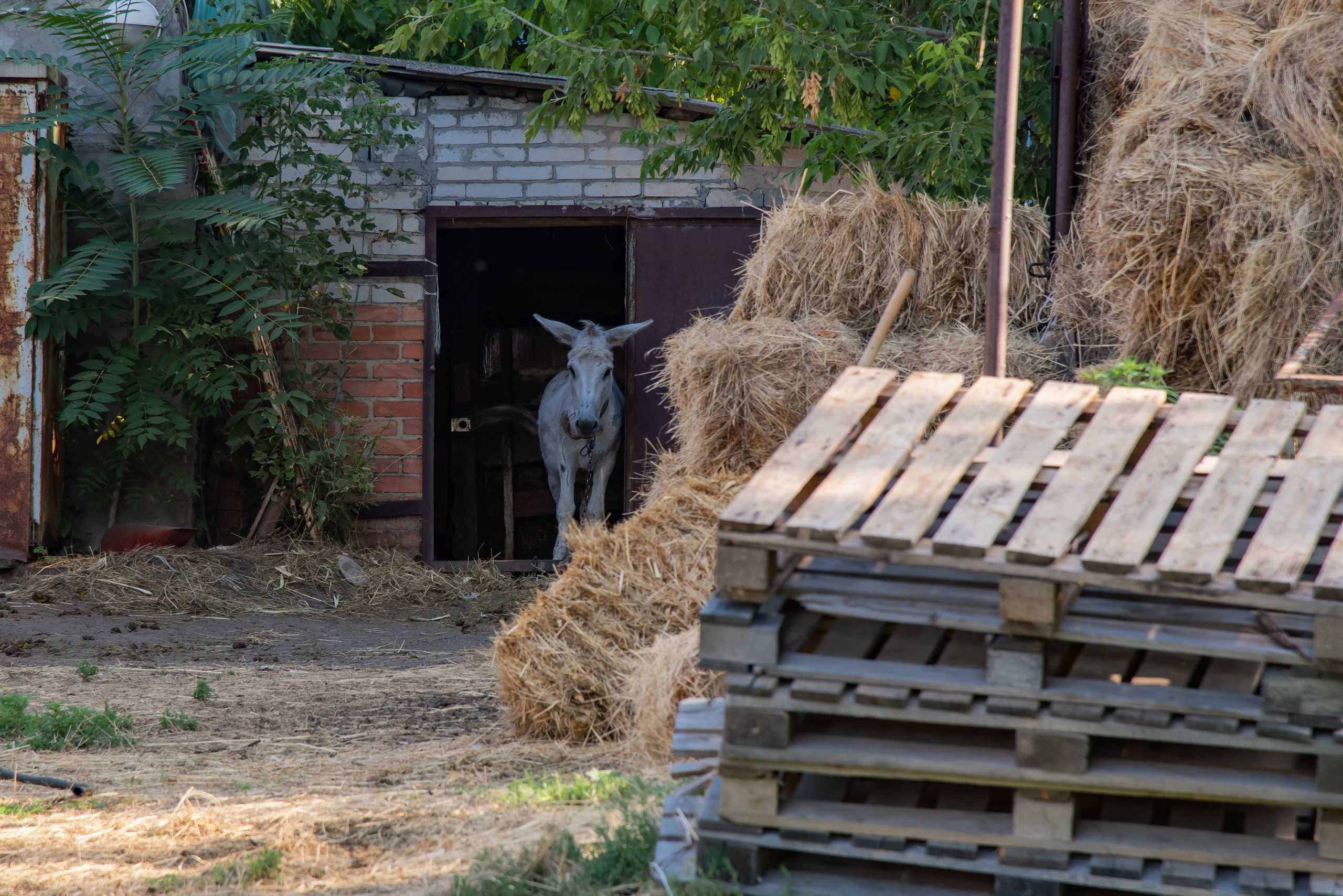 Конная прогулка. Фотограф Галина Нестерова