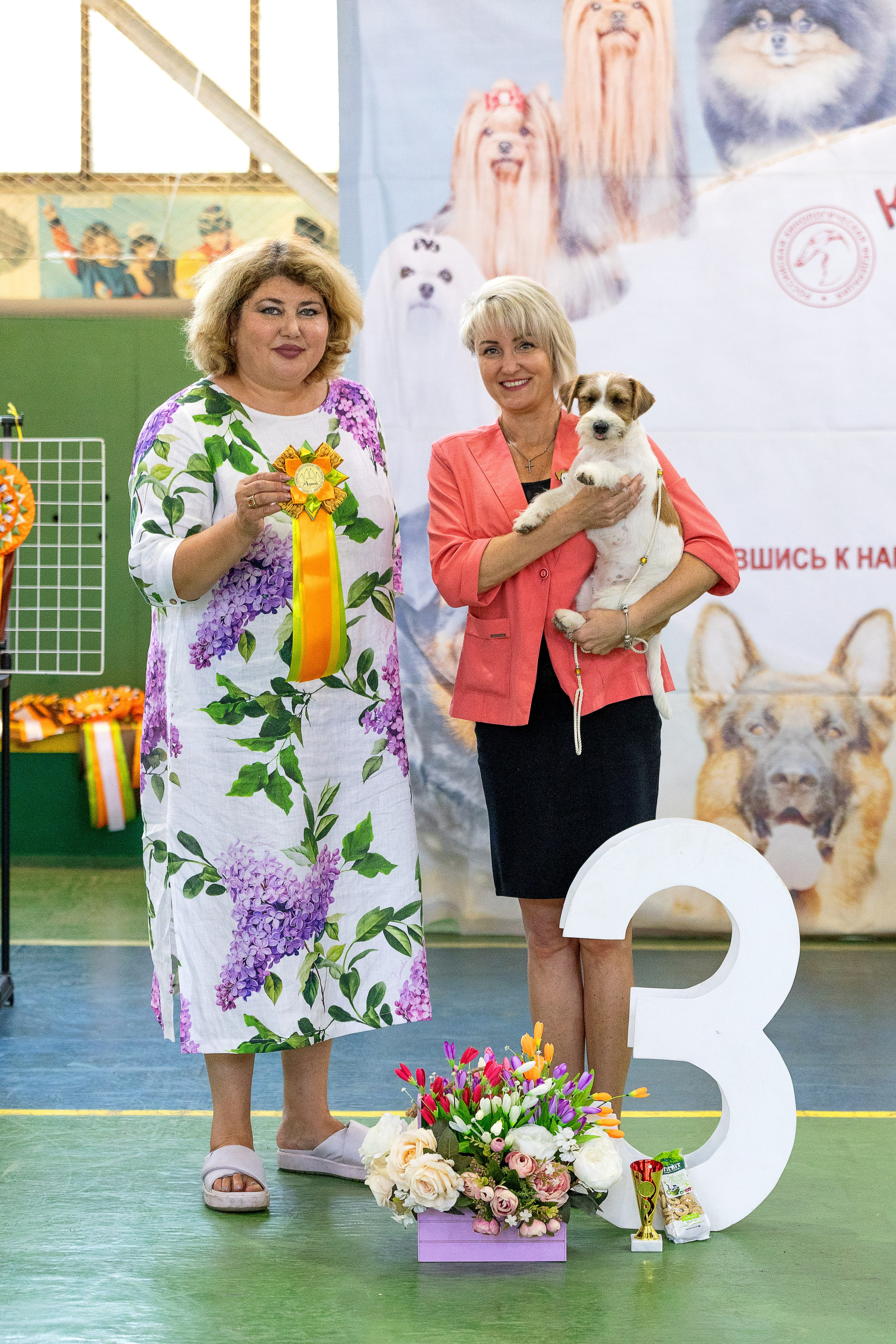 Выставка собак Орел 15.09.2024. Купить щенка Вельш-корги-кардиган в семейном питомнике — Ice Fantasy