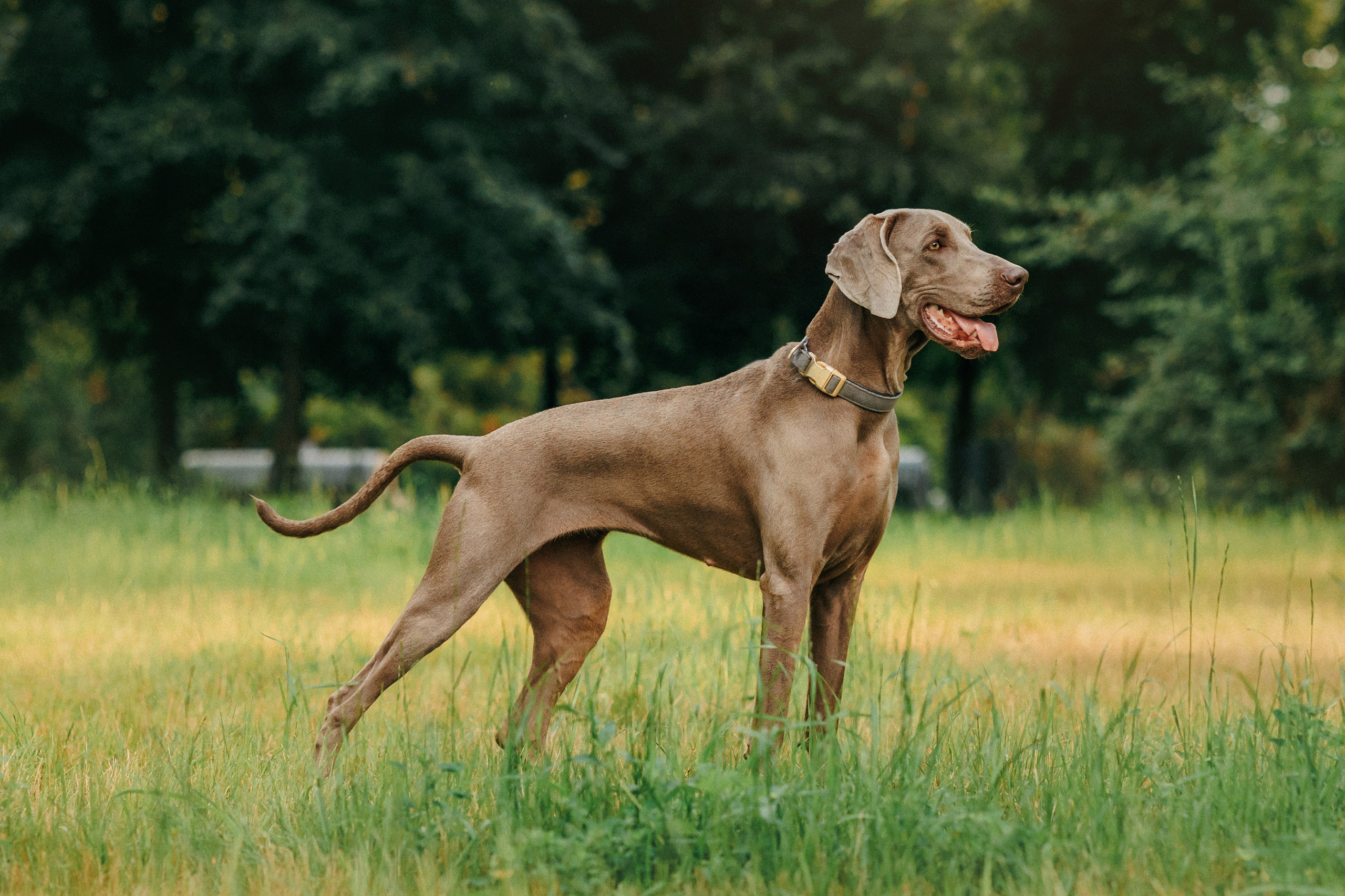 Соня и Майли. Фотограф-анималист Елена Радченко, Москва