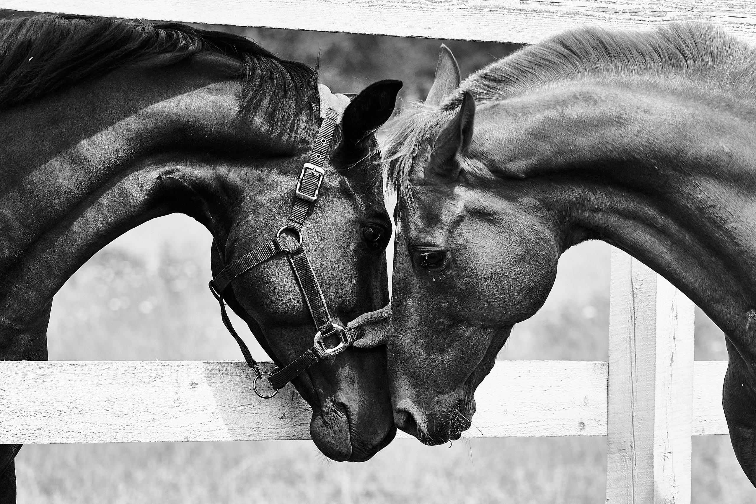 Эмбилгон, буденновский, КСК «Звёздный». Фотосессии с лошадьми в Москве, Новосибирске