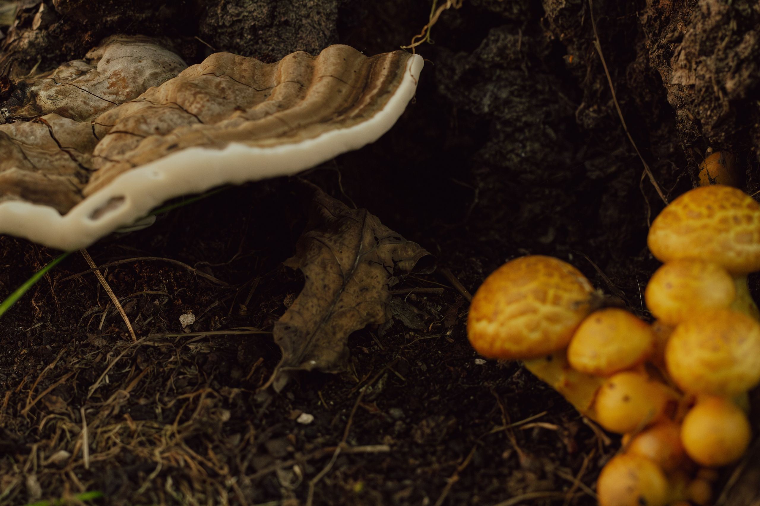 Природа. Фотограф Москва, портрет, стрит, репортаж. Художественная фотосессия