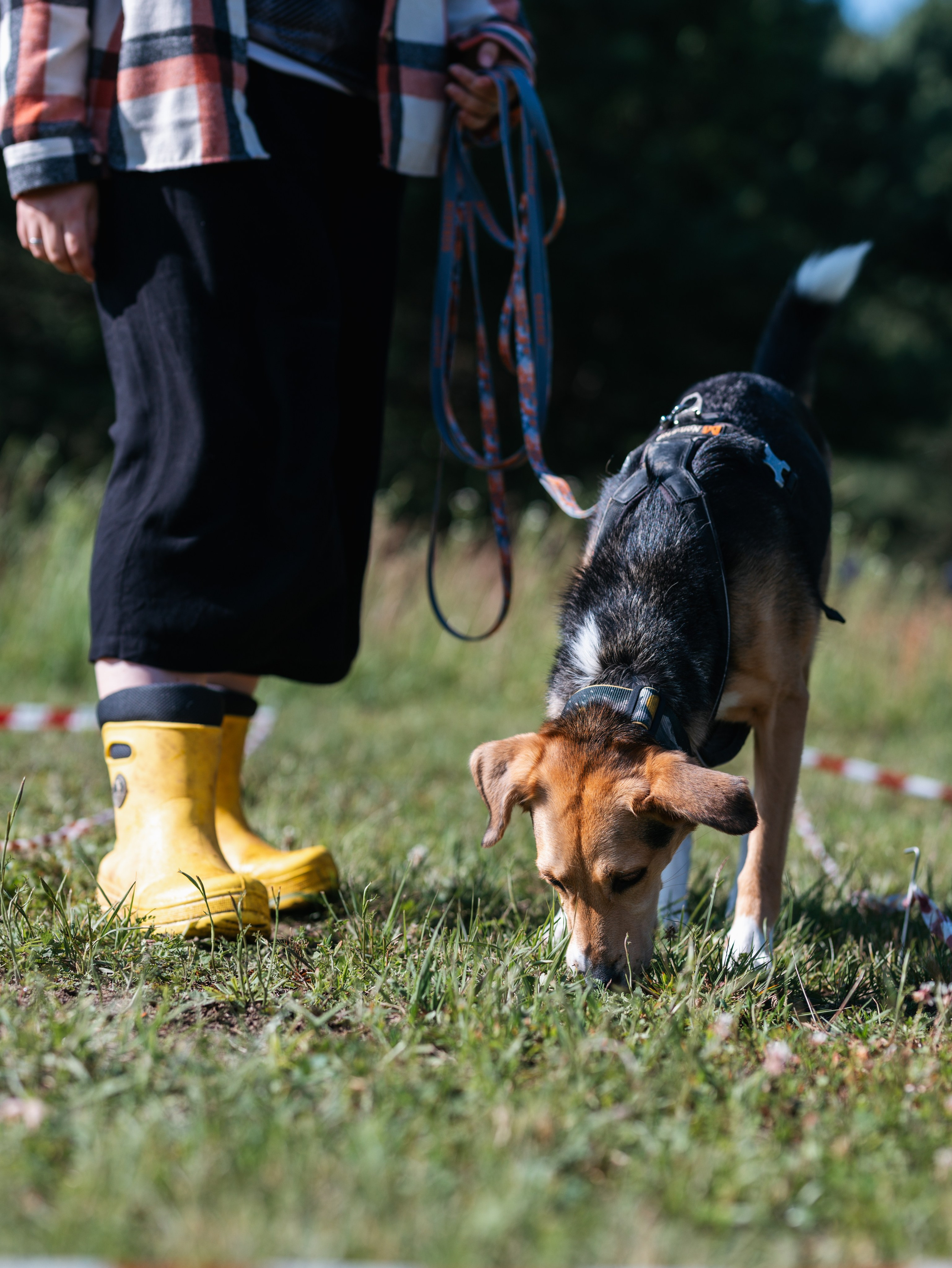 Лагерь ноузворк. Фотограф-анималист в Москве Кириллова Татьяна