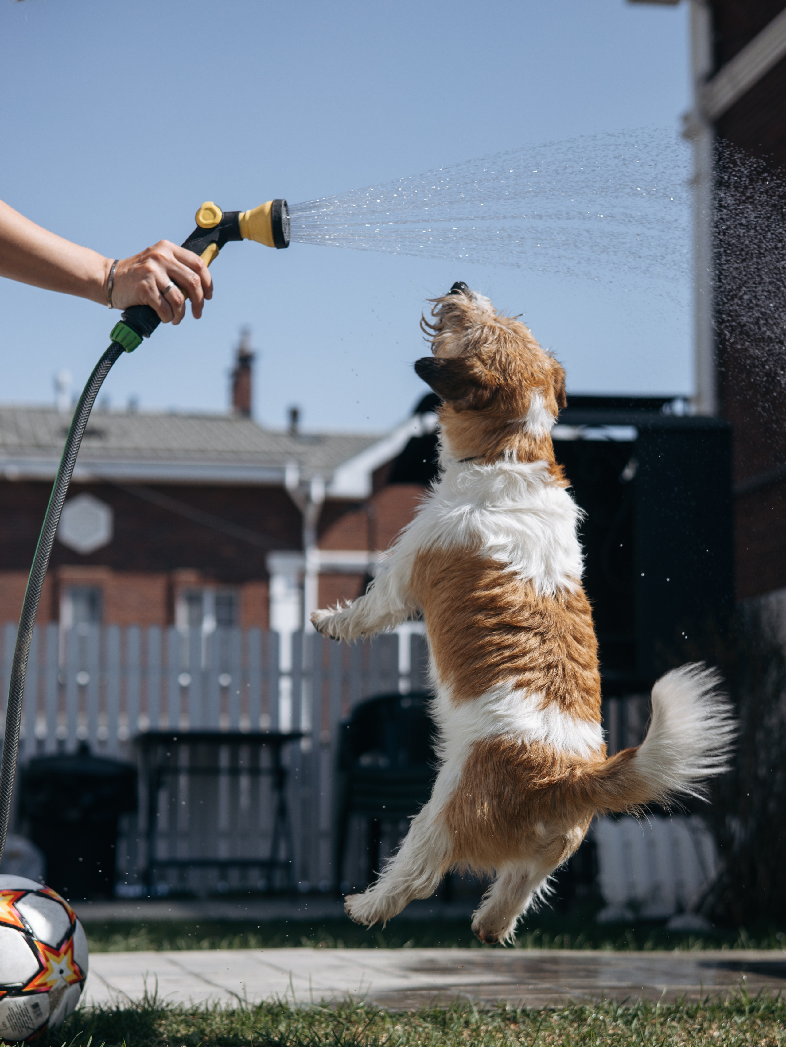 День рождение Зенита. Фотограф-анималист в Москве Кириллова Татьяна
