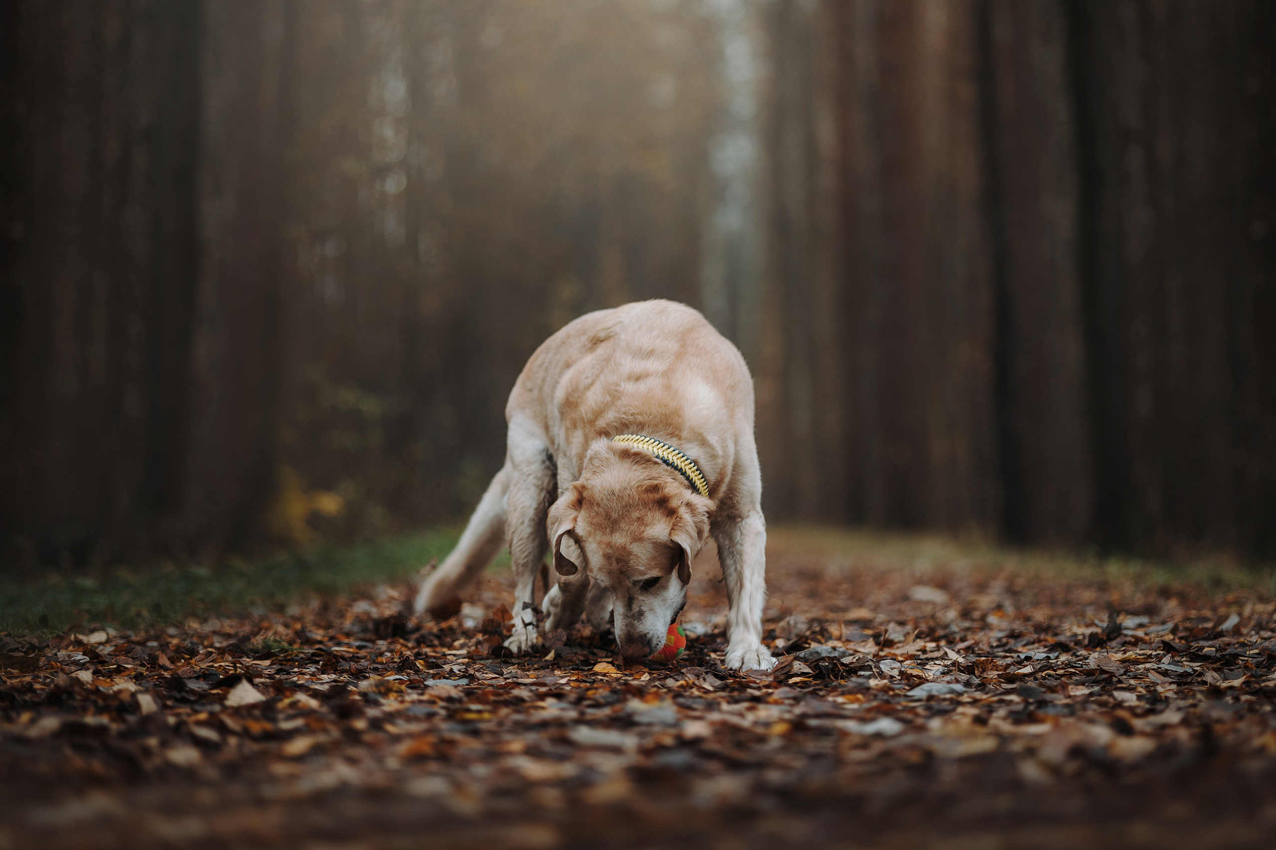 Оксана и Барон. Фотограф — Анималист | Санкт-Петербург