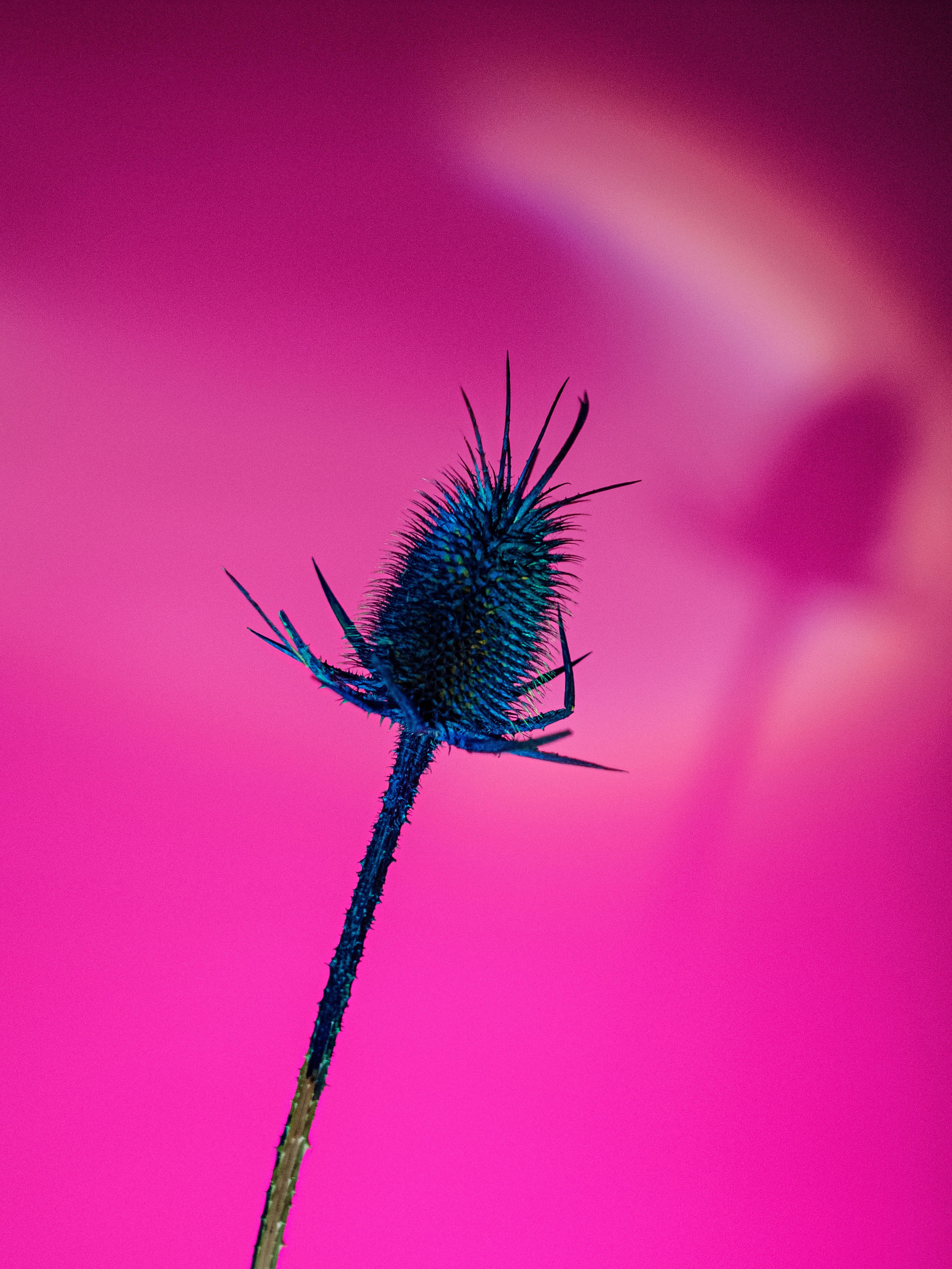 STILL LIFE. Photographer Zoya Smirnova