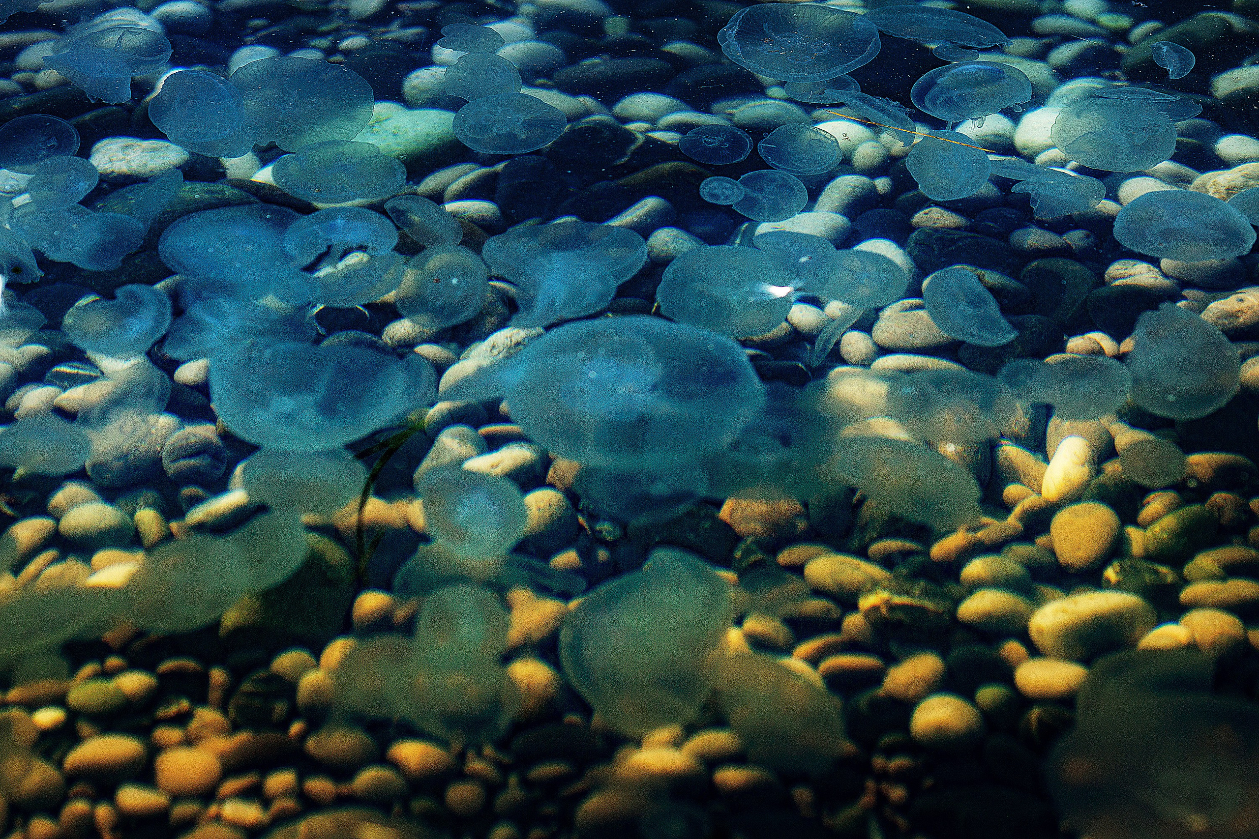 Фотопроект» Жизнь медуз». Медиапродюсер, фотограф в Минеральных Водах —Виктор Холодов