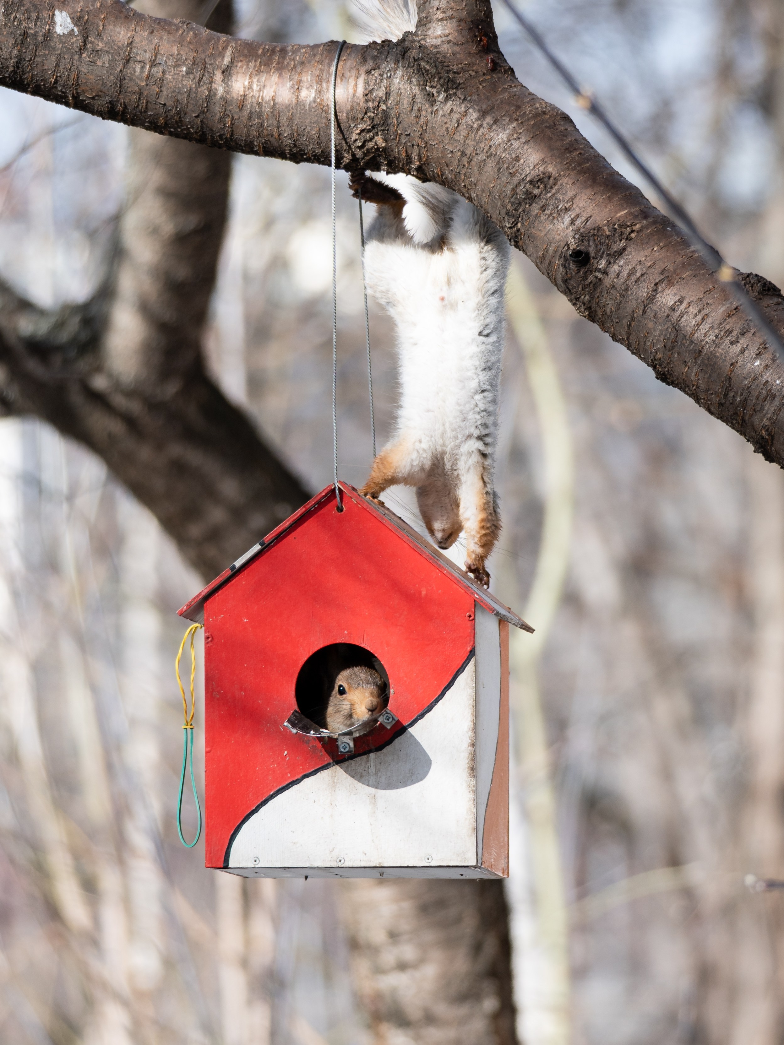 Фотосъемка животных и птиц. Интерьерный и архитектурный фотограф в Москве Панова Ольга