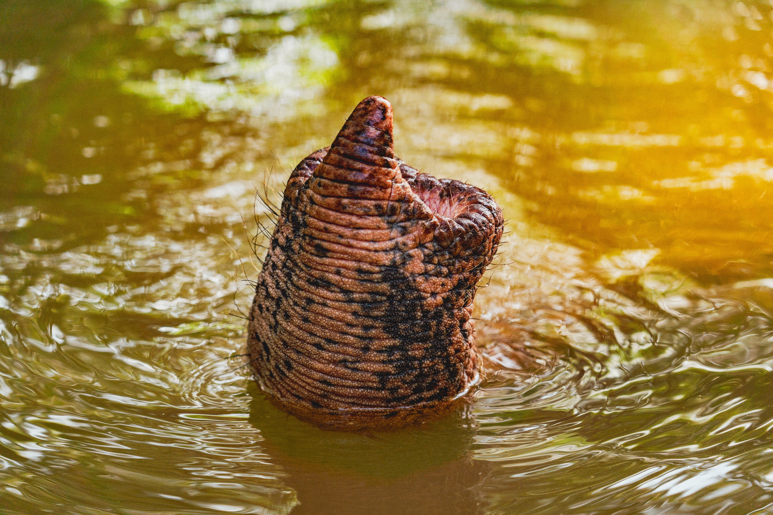 Bathing with elephants in Pinnawala, Botanical Garden