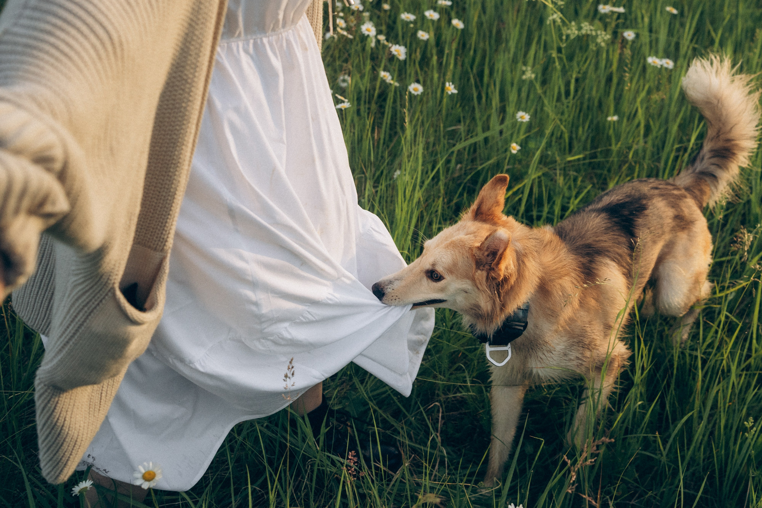Соня и Кора. Фотограф анималист в Москве и Санкт-Петербурге Свиридова Анна