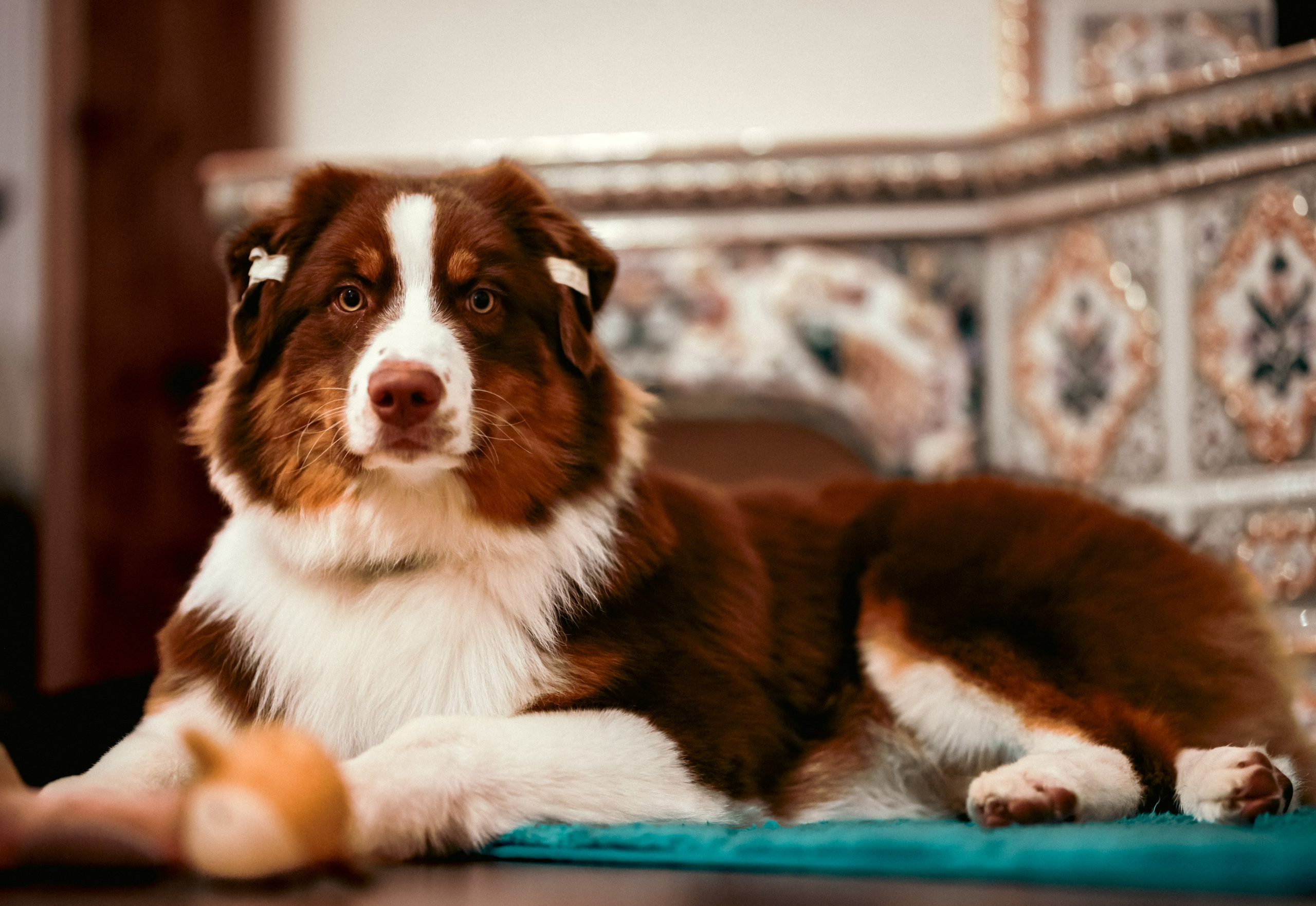 Аусси 4. Фотограф репортажей и стритфотосессий в Москве Людмила Смирнова