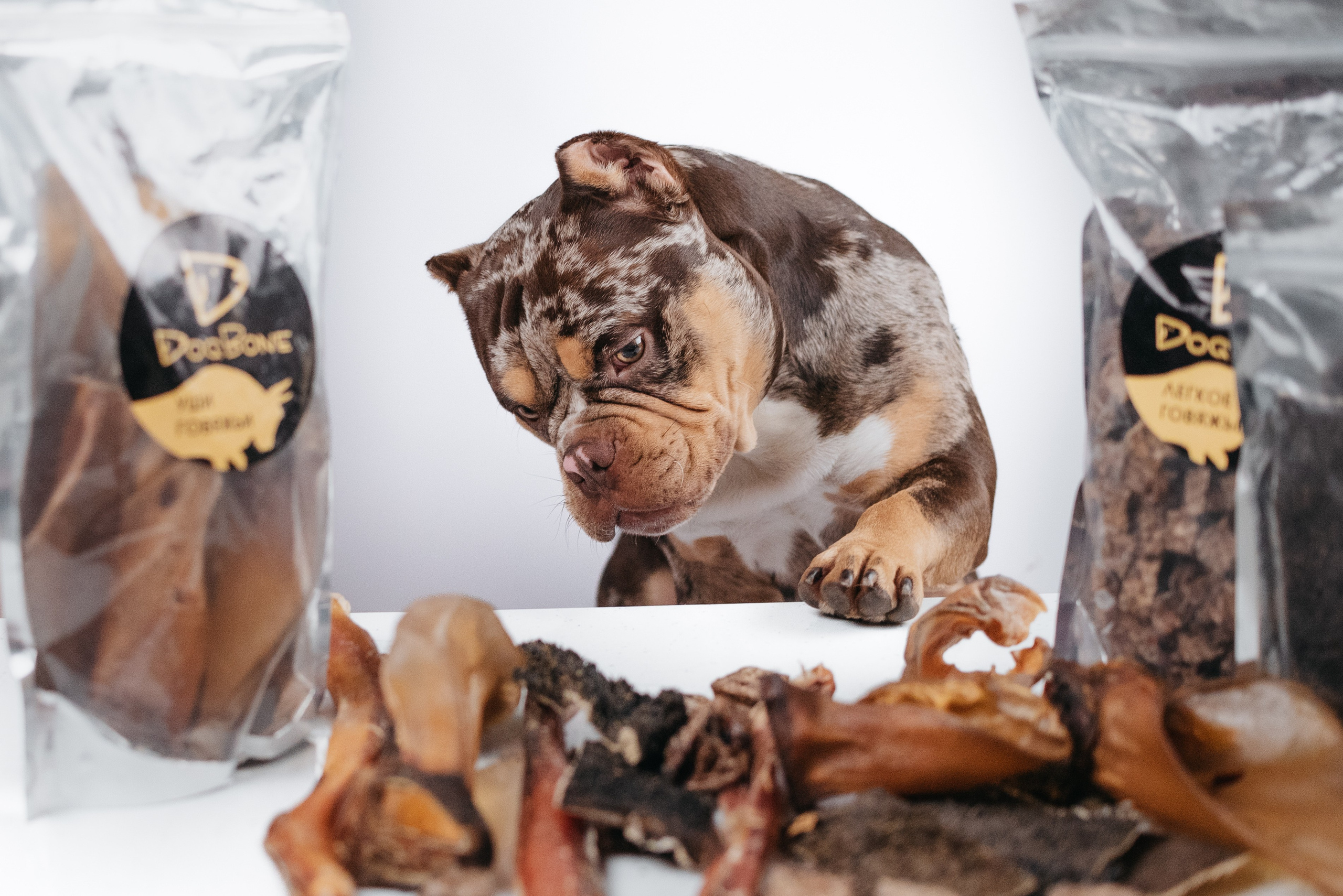 Dog Bone контент. Фотограф-анималист Валерия, Москва, Мытищи