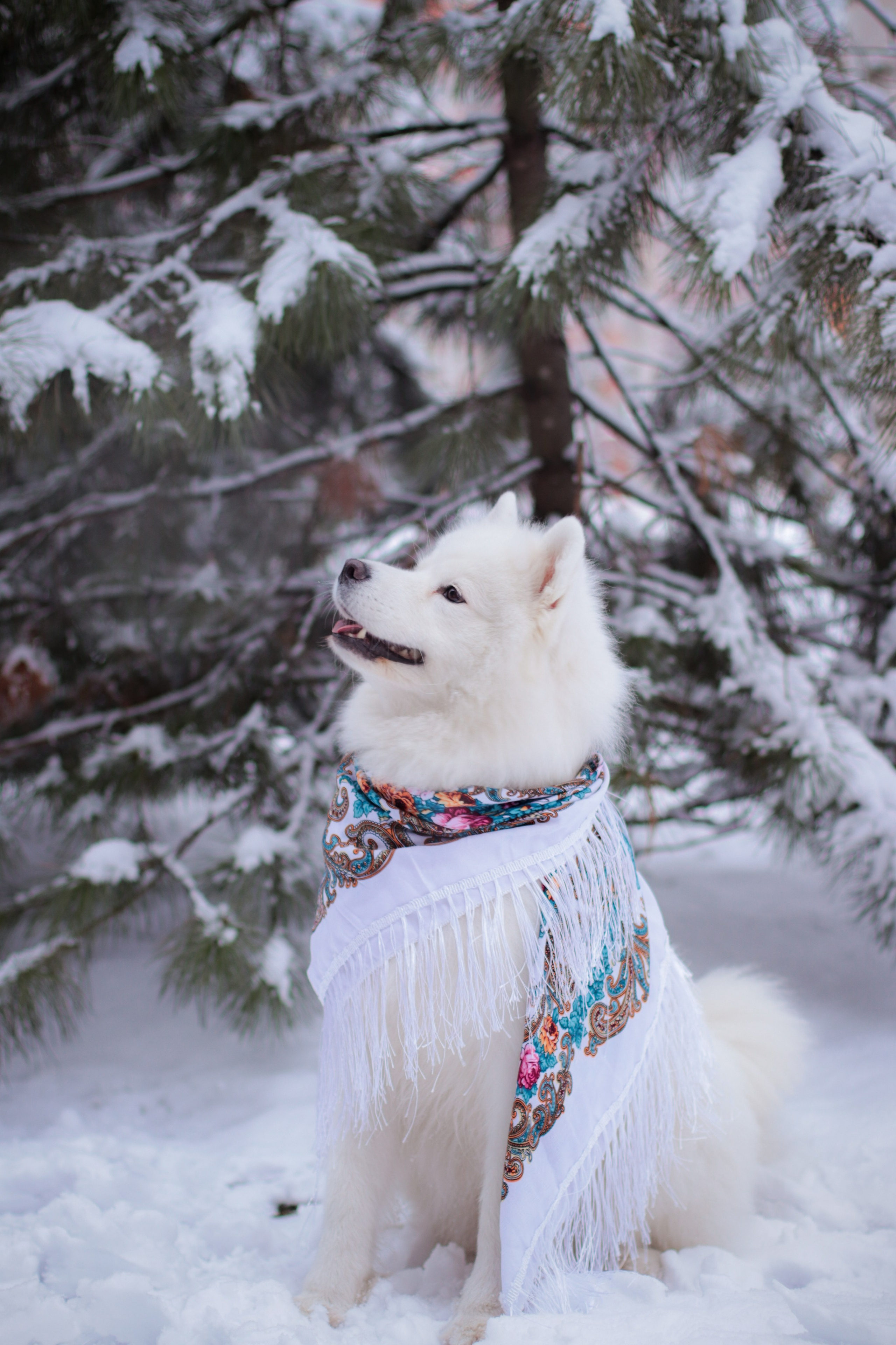 С белым псом. Фотограф в Сургуте Брызгунова Анастасия