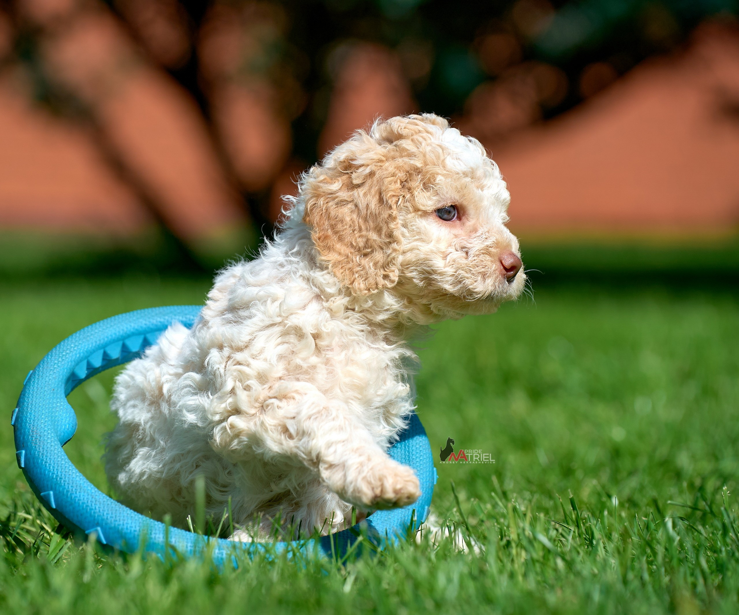 Щенки на прогулке — галерея NATRIEL