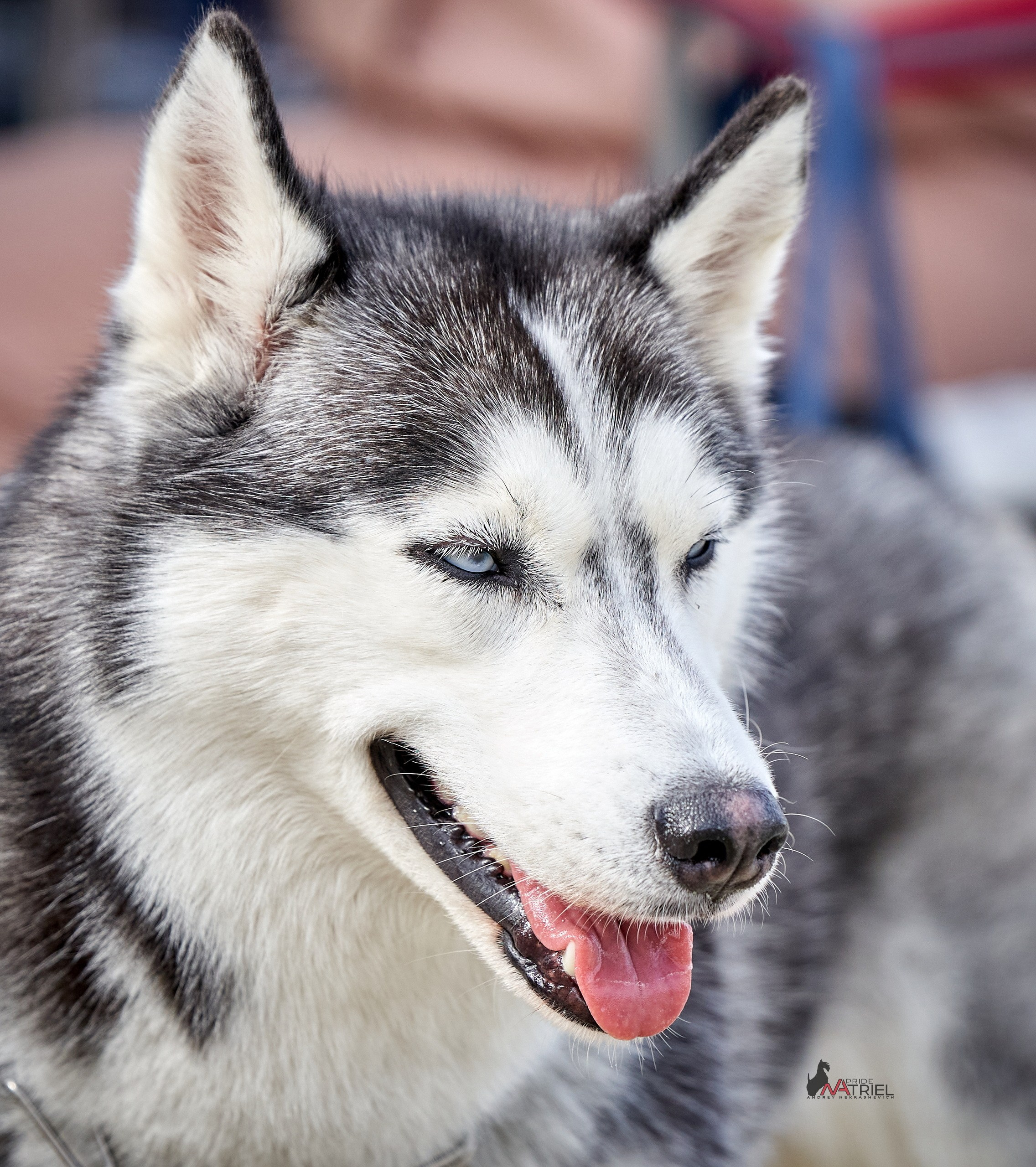 Портреты собак — галерея NATRIEL