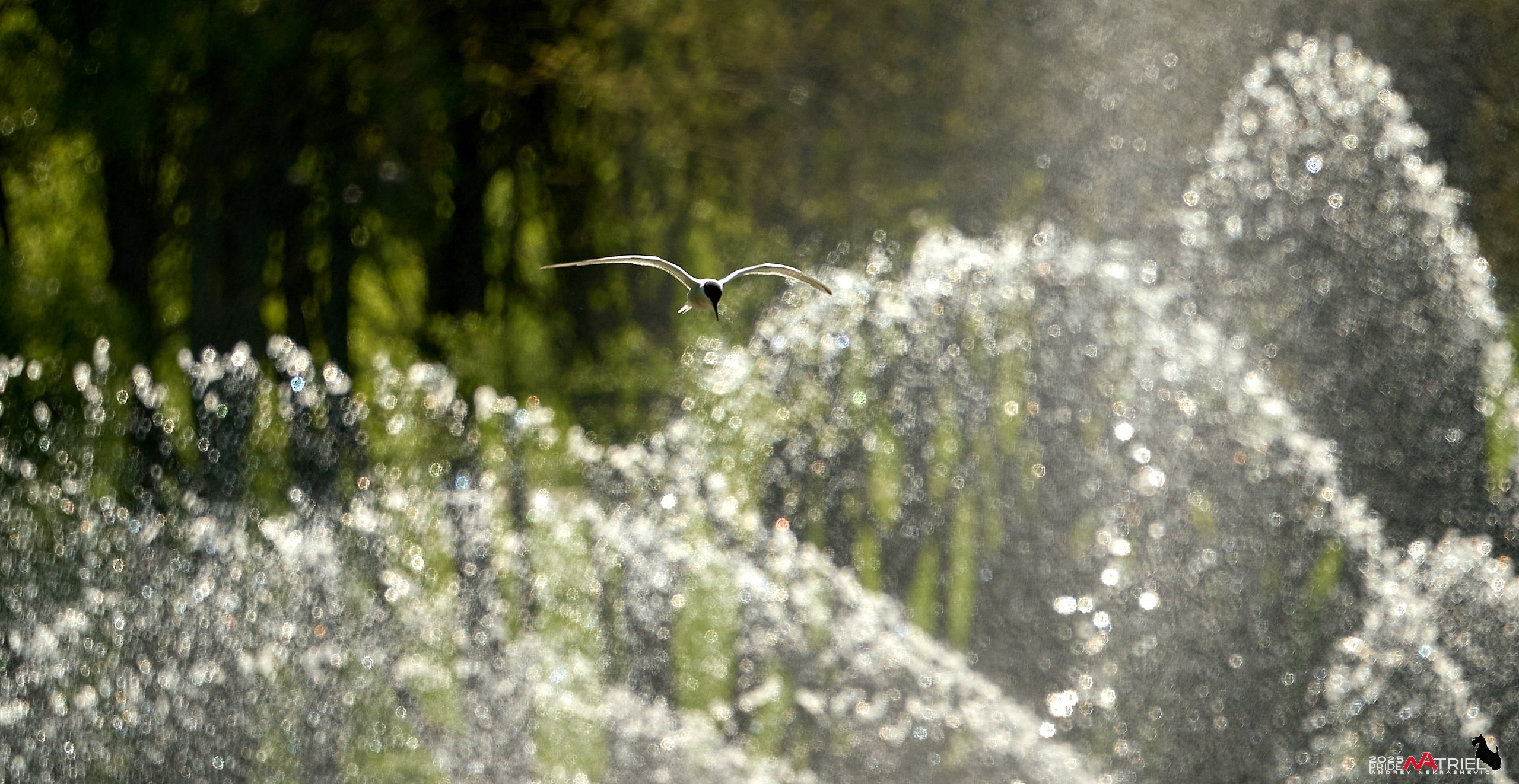 Птички и цветочки