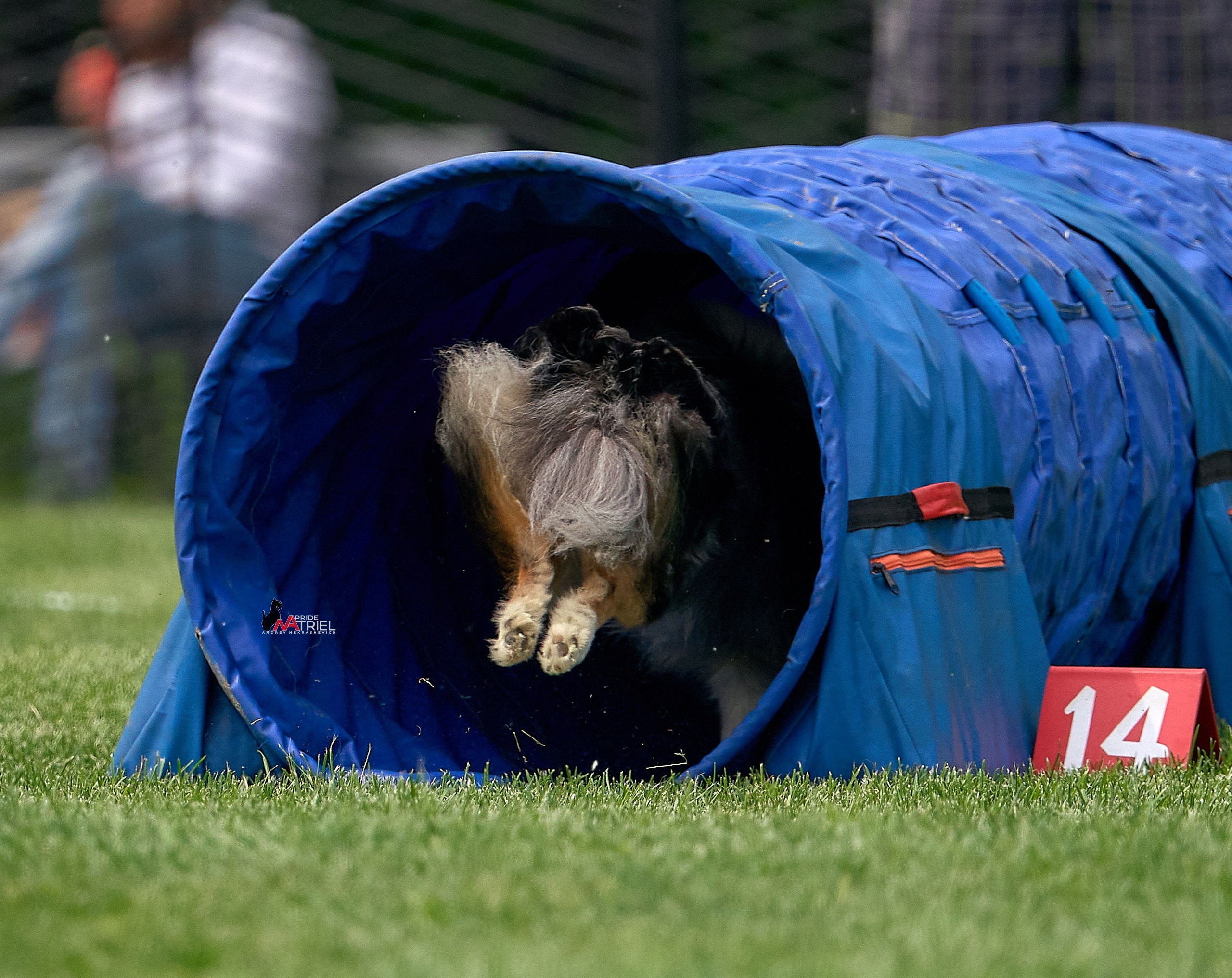 Аджилити — галерея NATRIEL