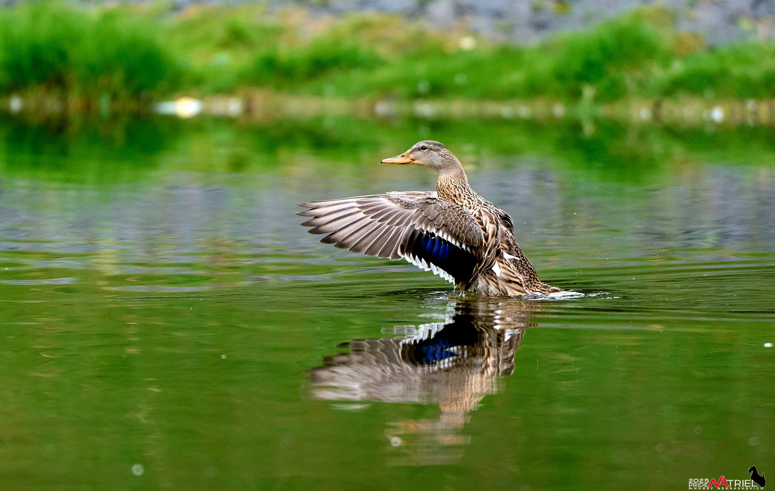 Утки на пруду