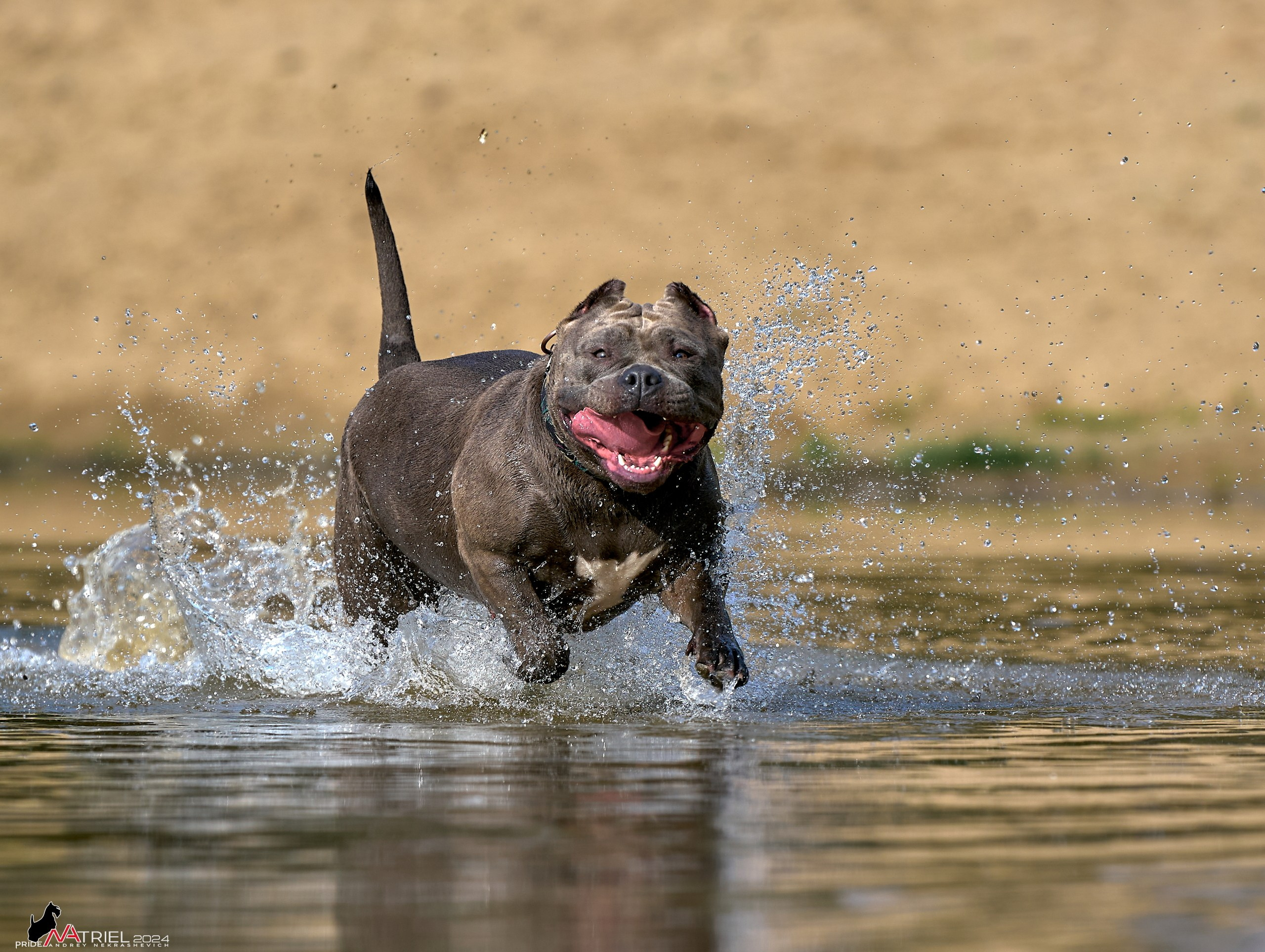 Фотопрогулка с булли