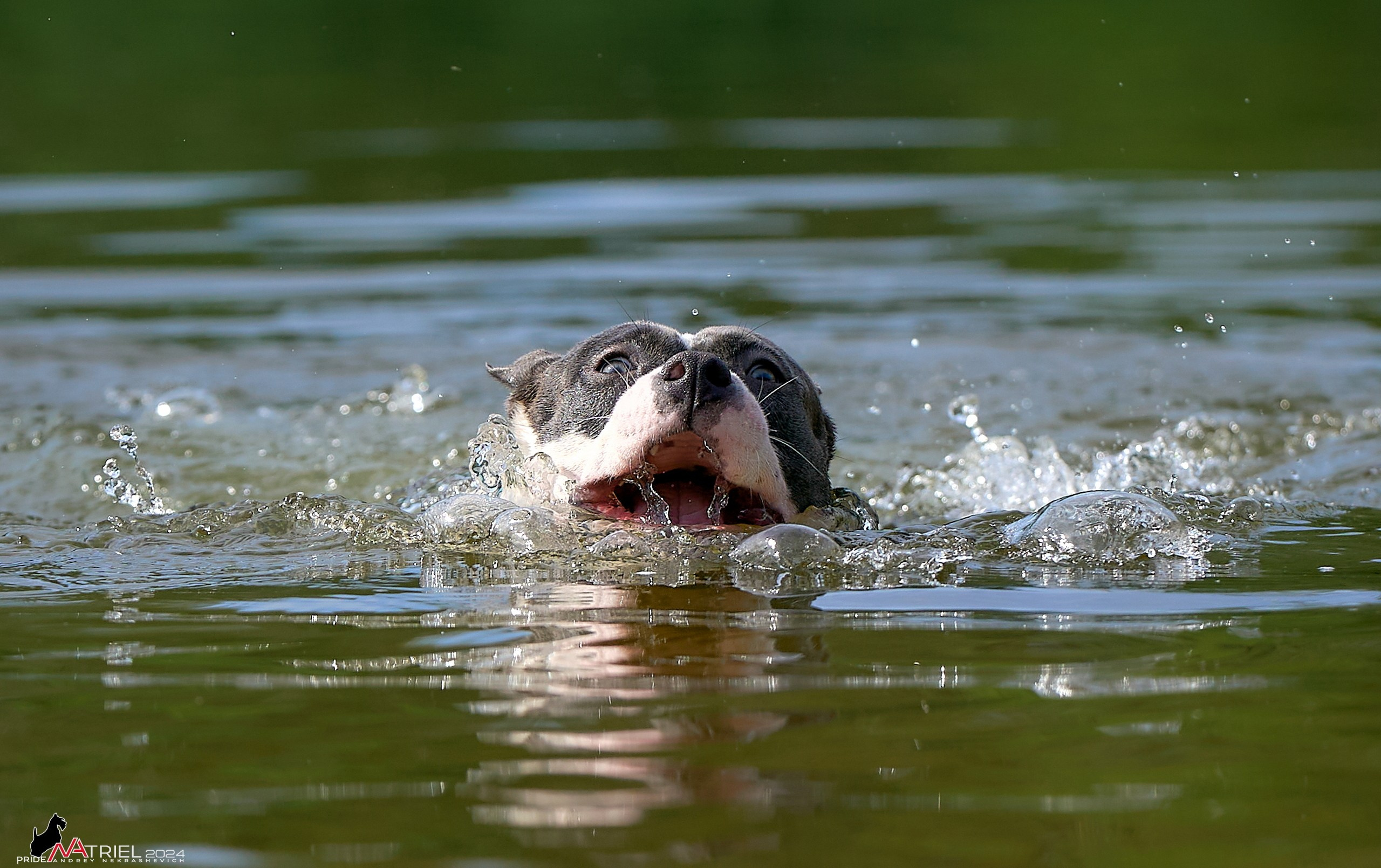 Фотопрогулка с булли