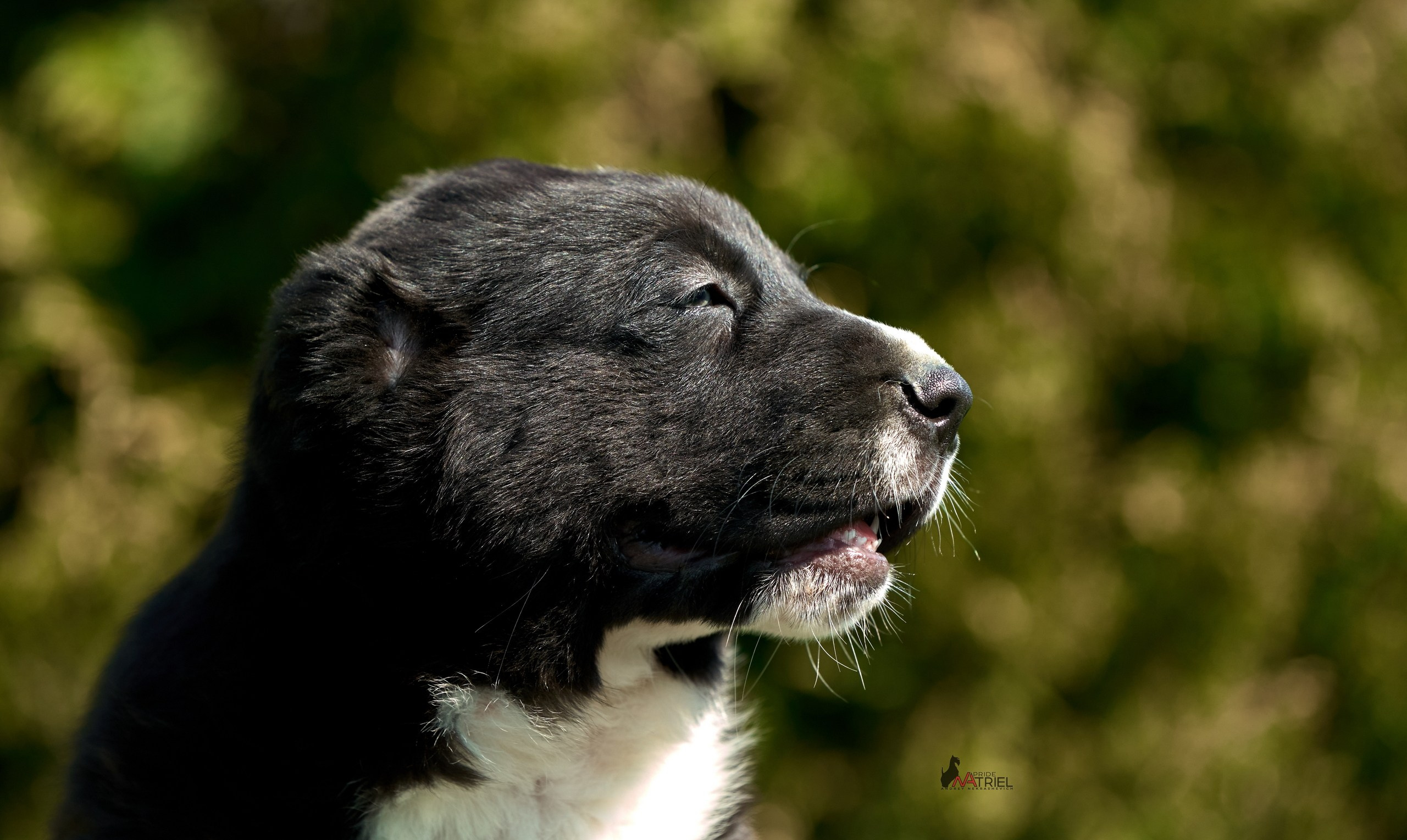 Среднеазиаты — щенки и взрослые