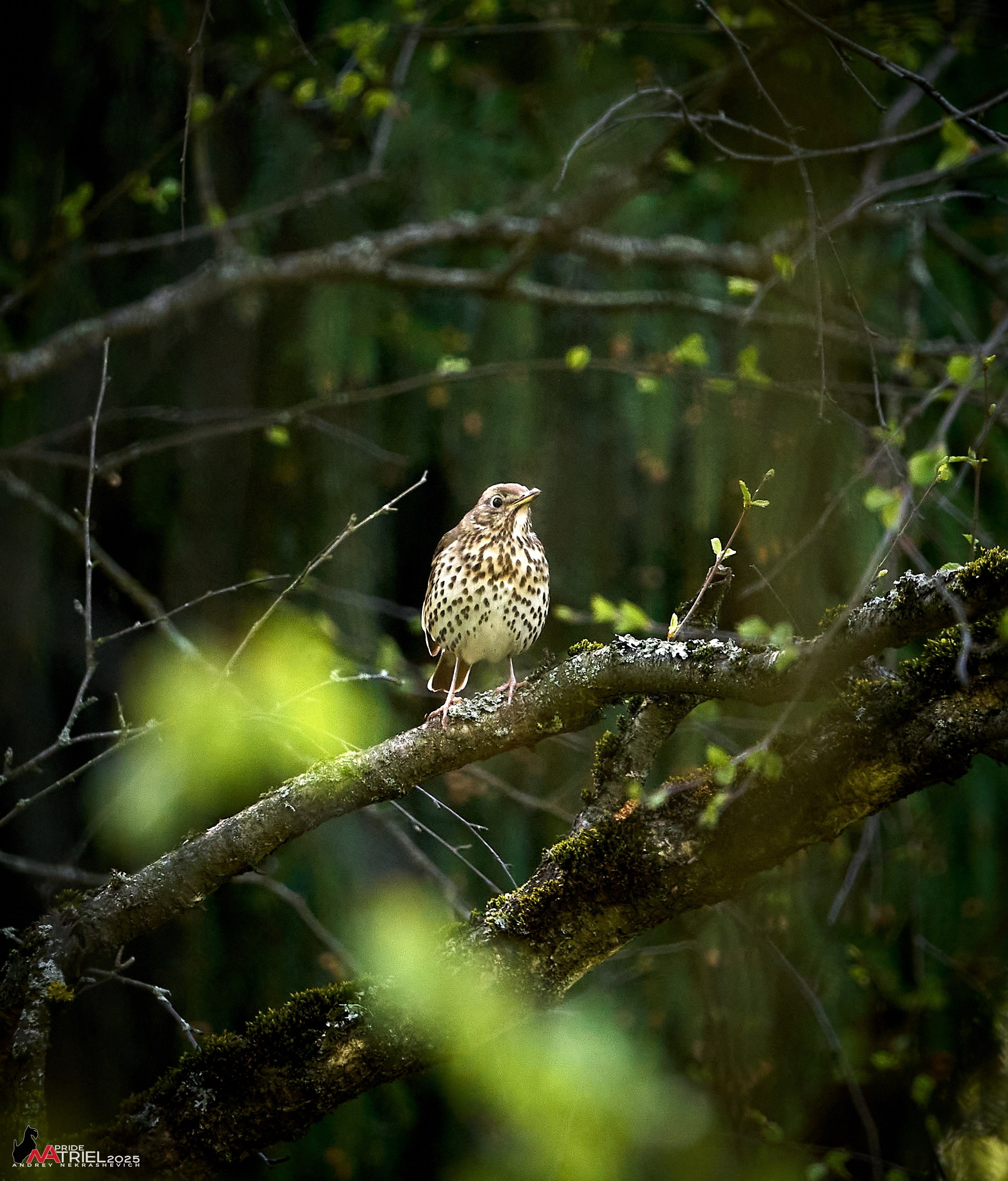 Съемка в майском лесу