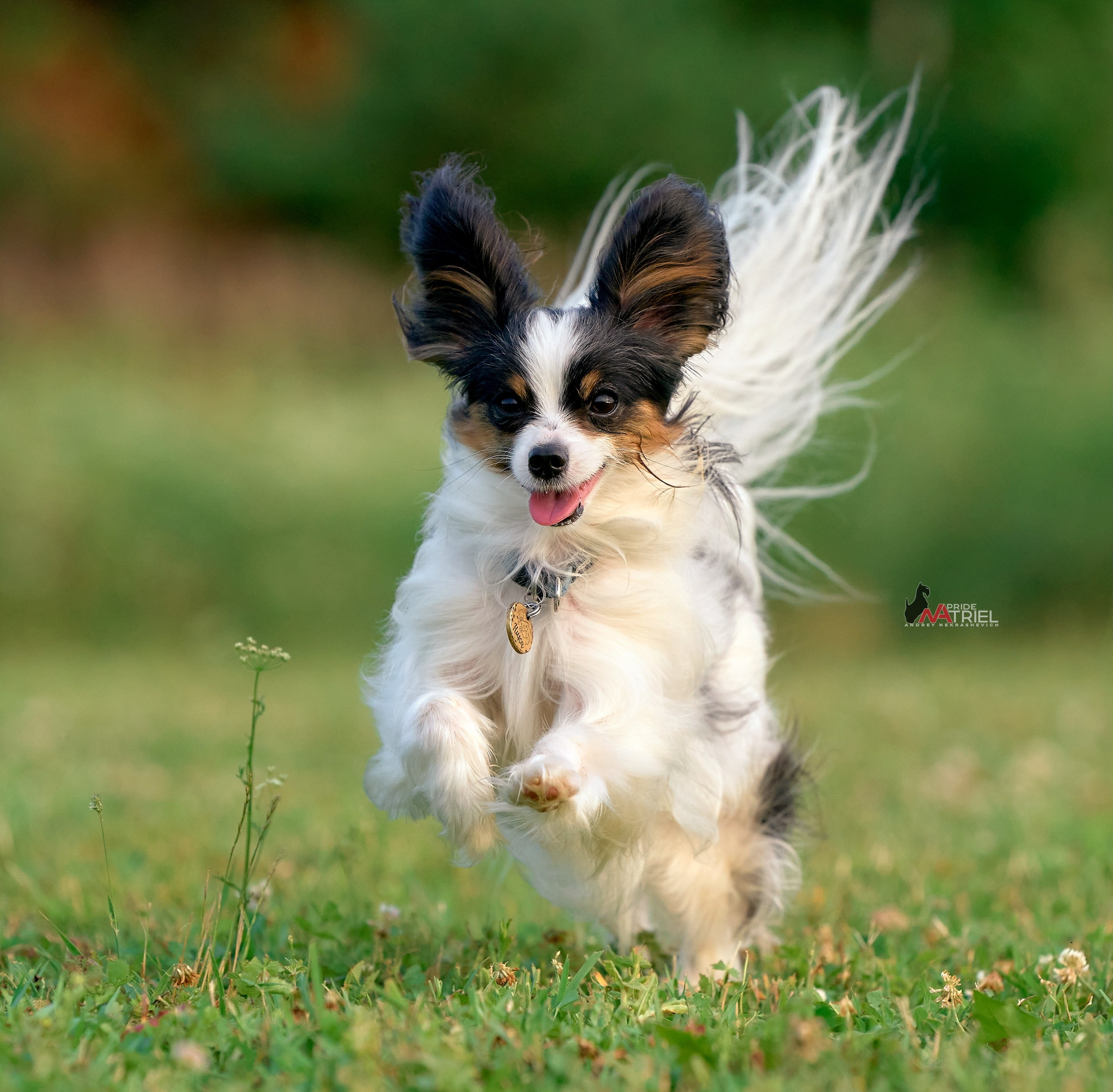 Прогулка в движении — галерея NATRIEL