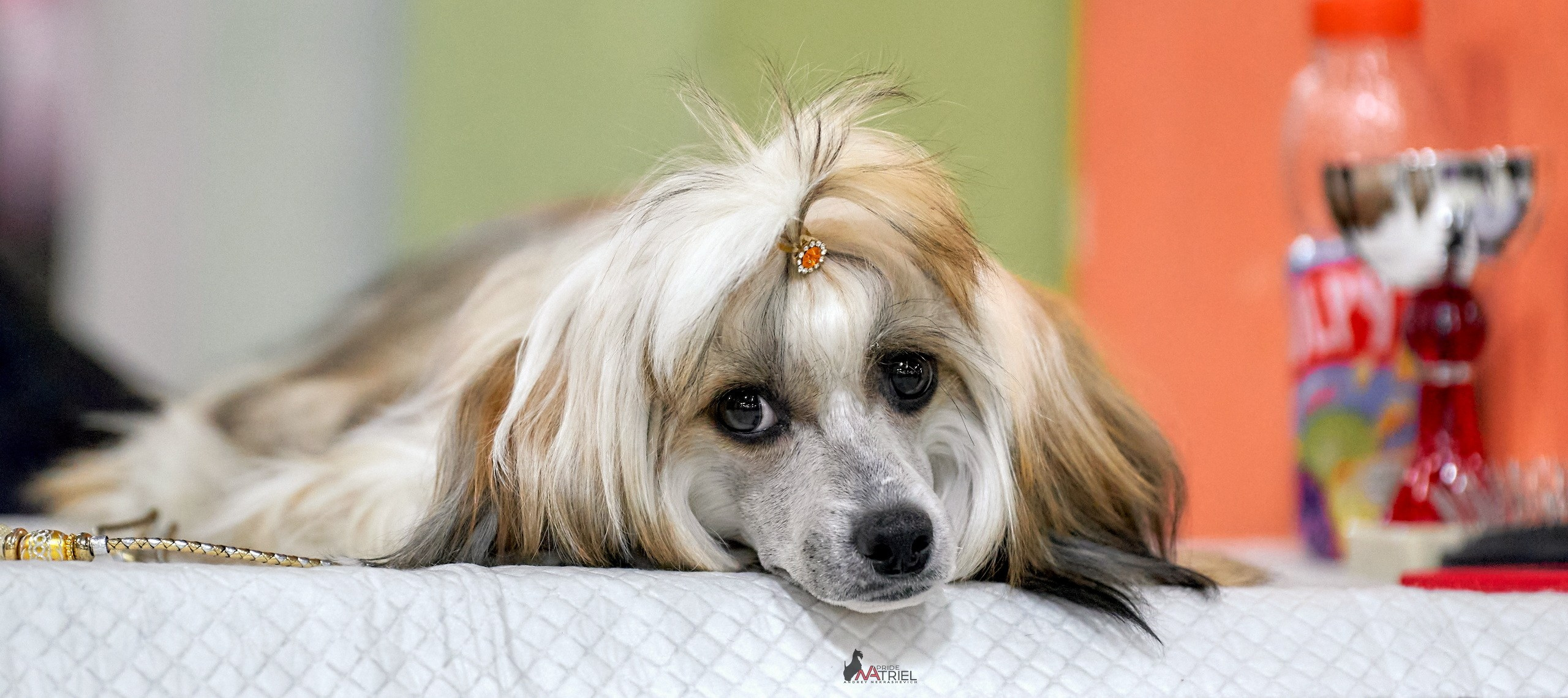 Картинки с выставки — галерея NATRIEL