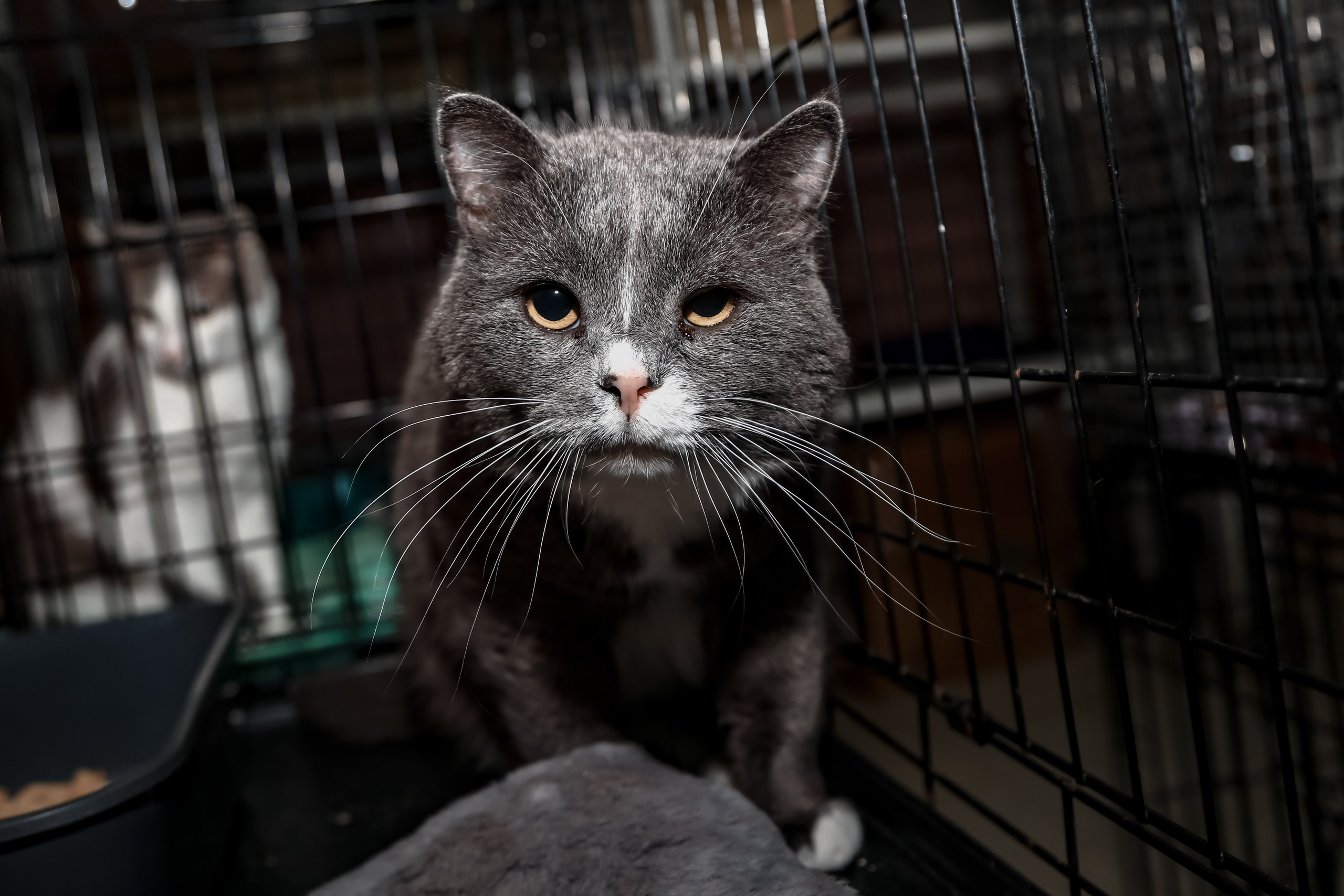 Приют Кошкин Дом Филимоша. Ваш фотограф в Оренбурге Рощупкина Екатерина