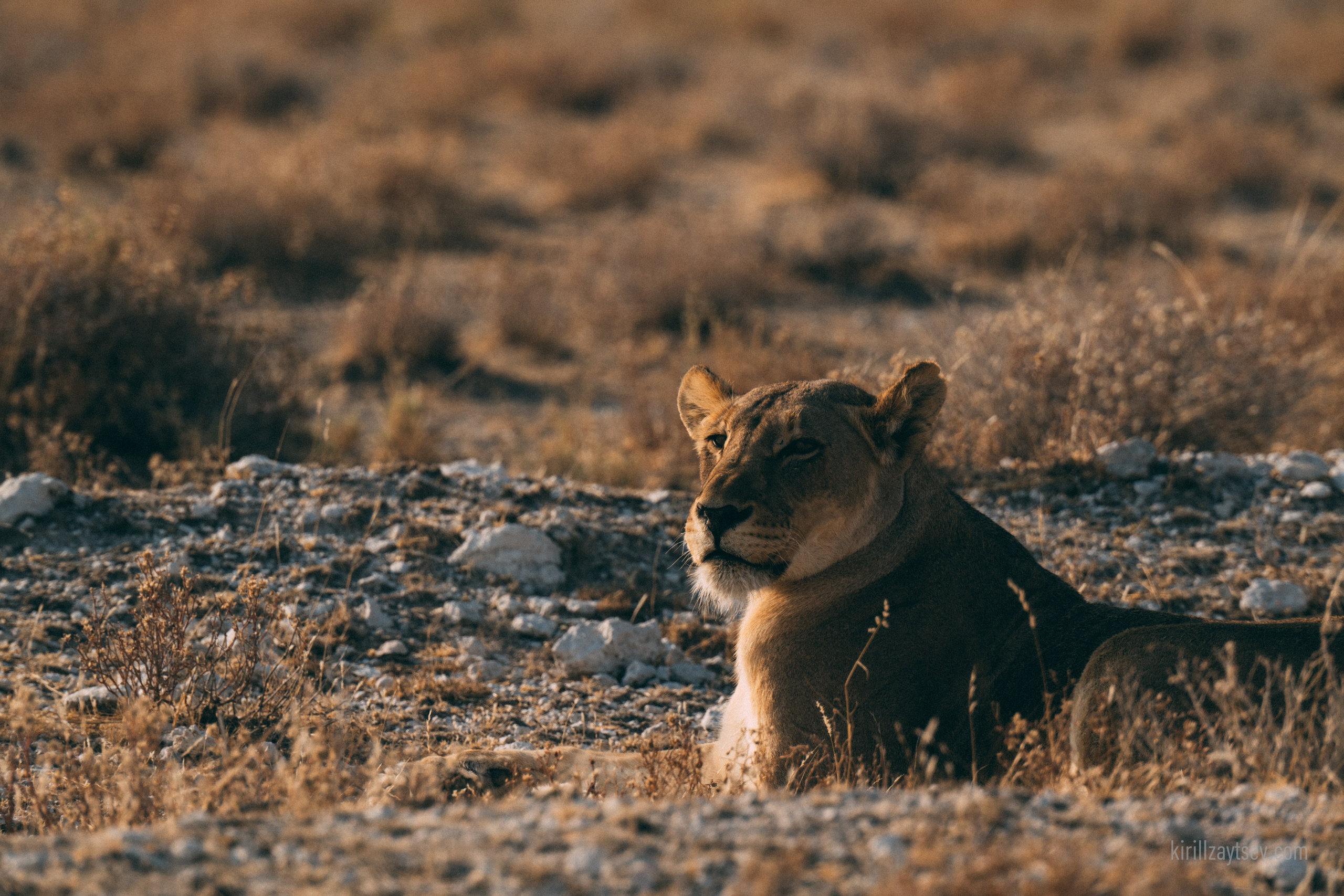 Жизнь. Профессиональный фотограф Кирилл Зайцев