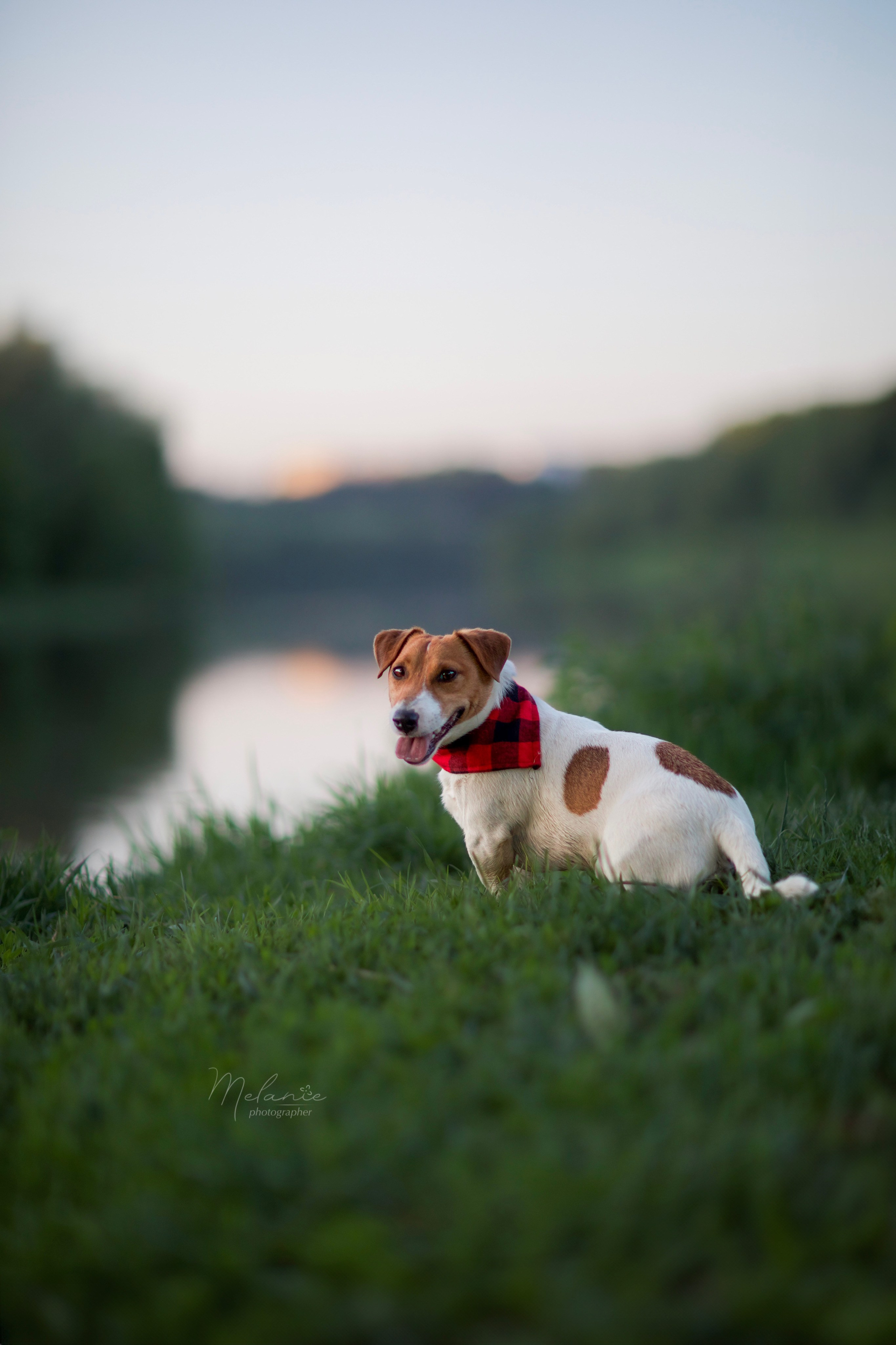 Съемки питомца. Фотограф-анималист в Москве Дорн Мелани