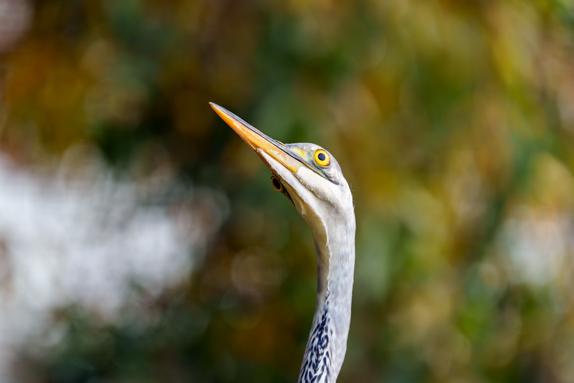 Удивительные мир птиц. Вокруг нас столько прекрасного — присмотритесь!. Ваш личный фотограф Марина Волкова