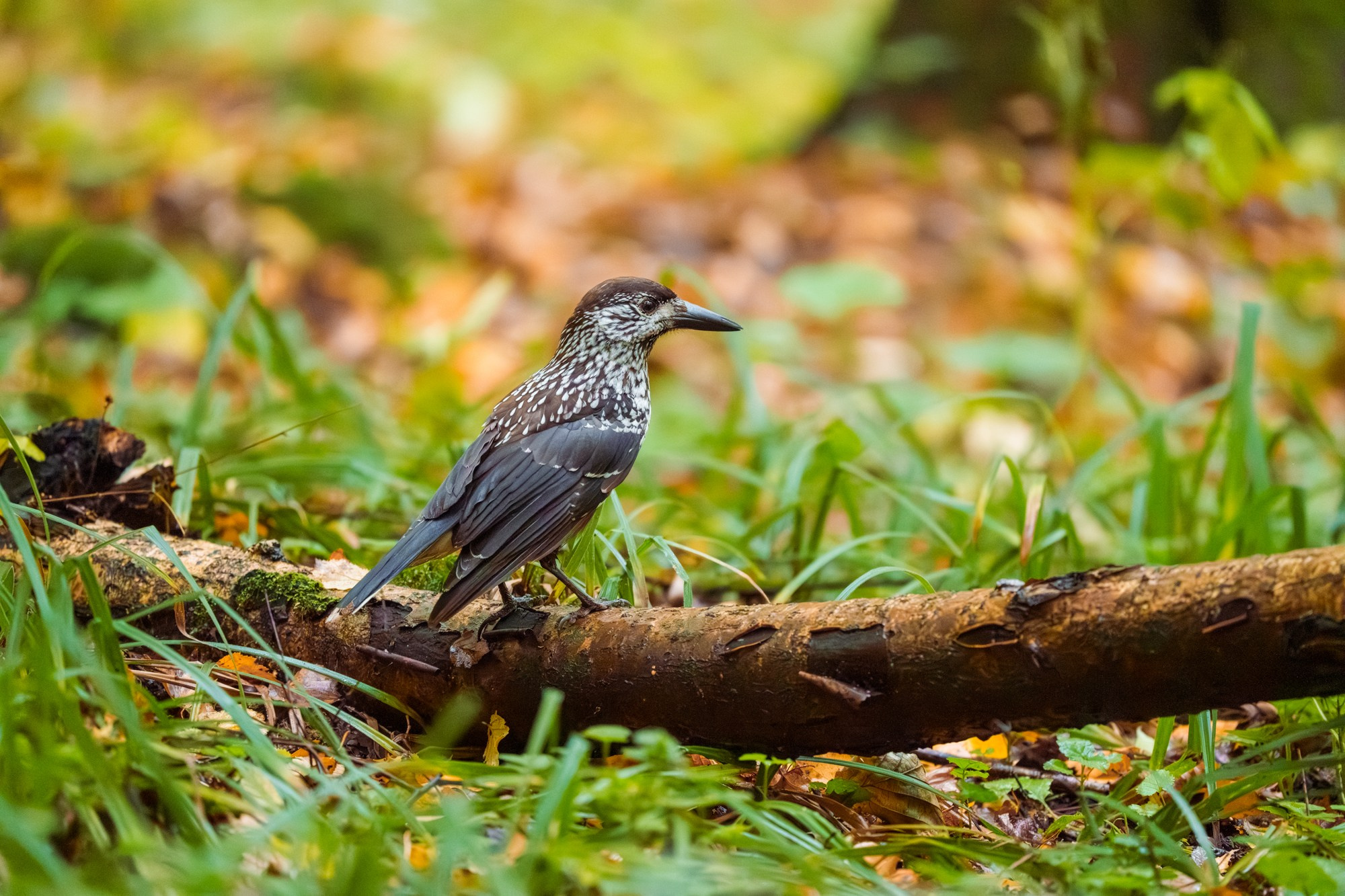 Удивительные мир птиц. Вокруг нас столько прекрасного — присмотритесь!. Ваш личный фотограф Марина Волкова