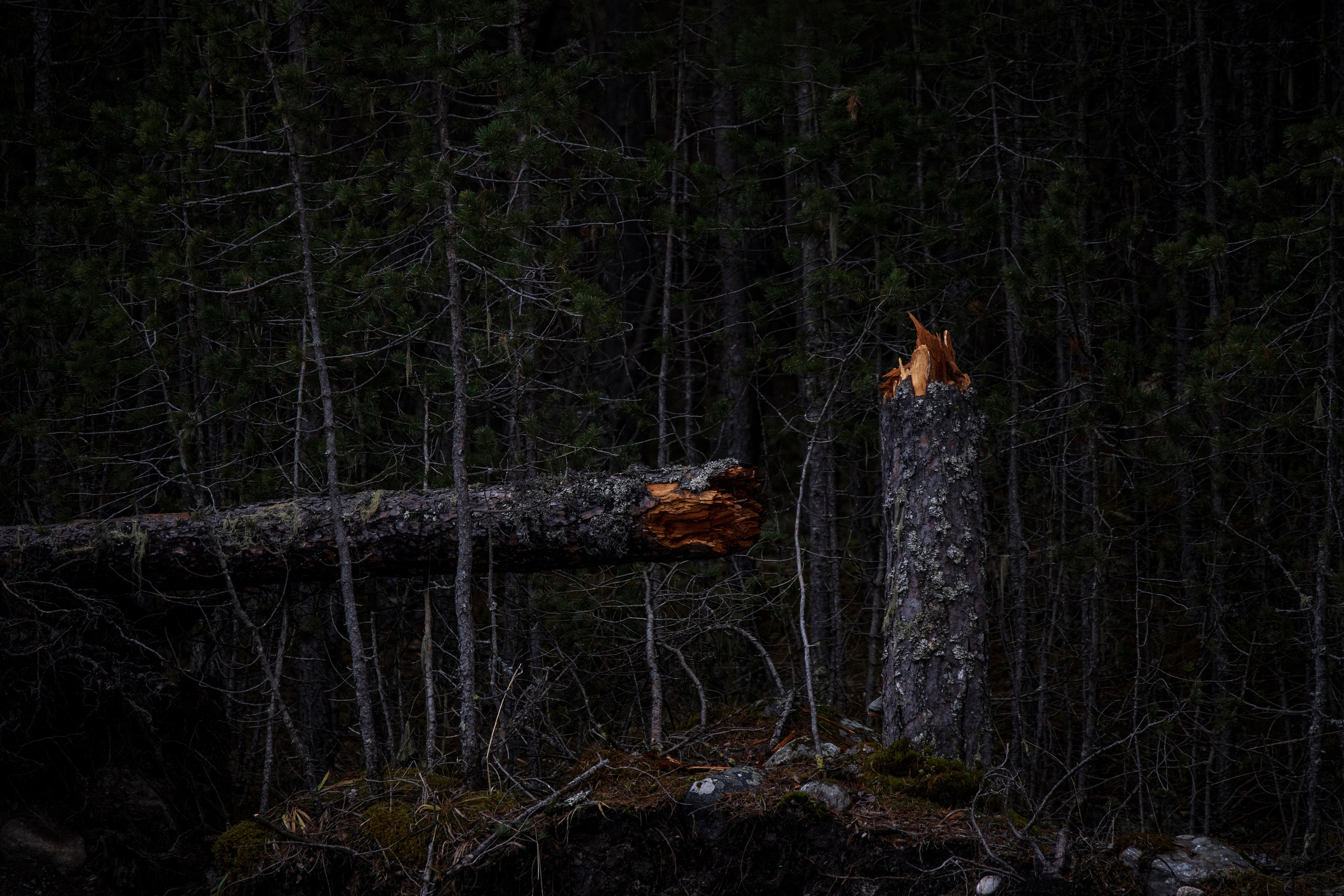 Цветные фотографии. Фотографии Лены Соколовой