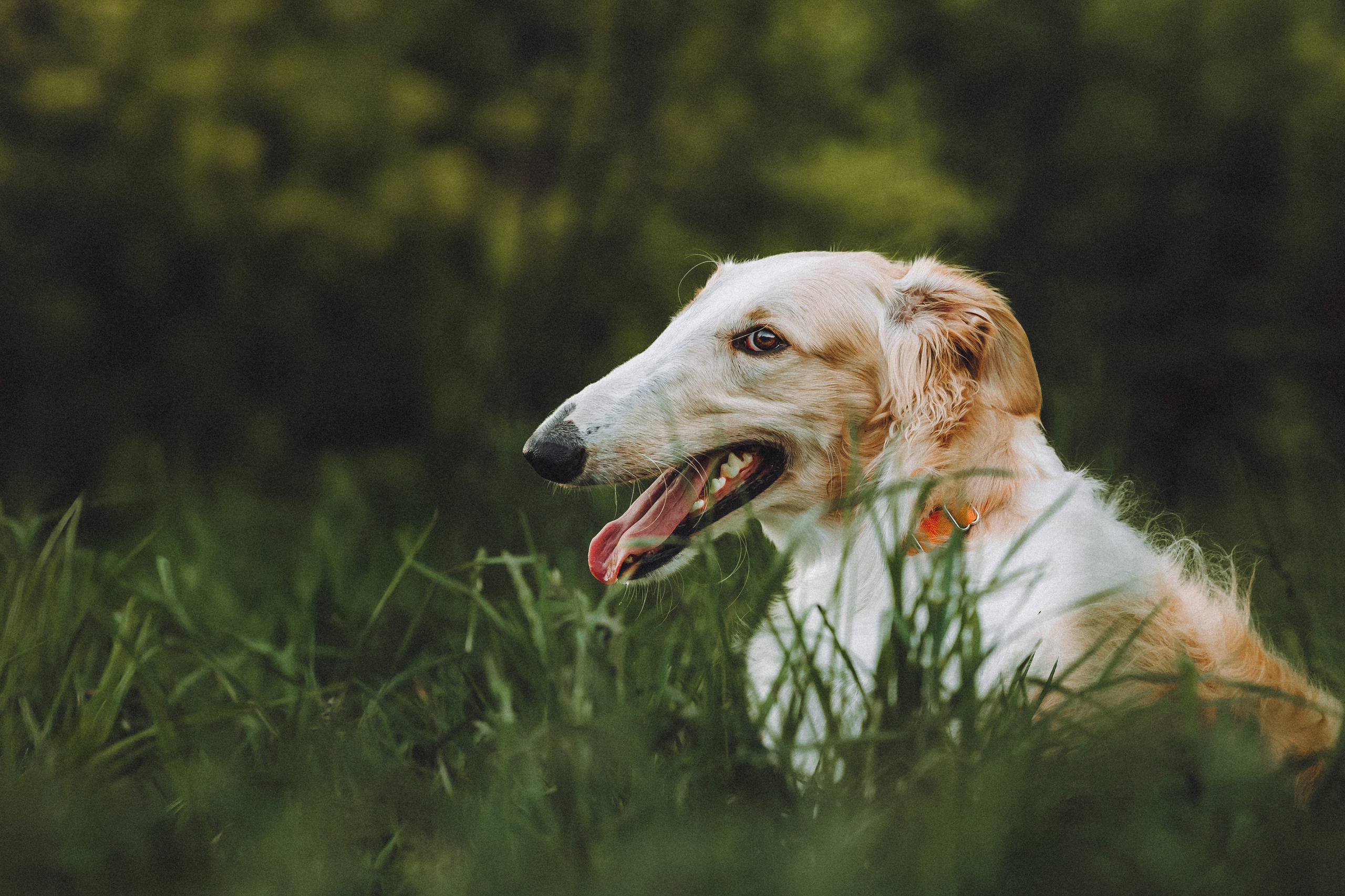 Илай, Зайка и их семья