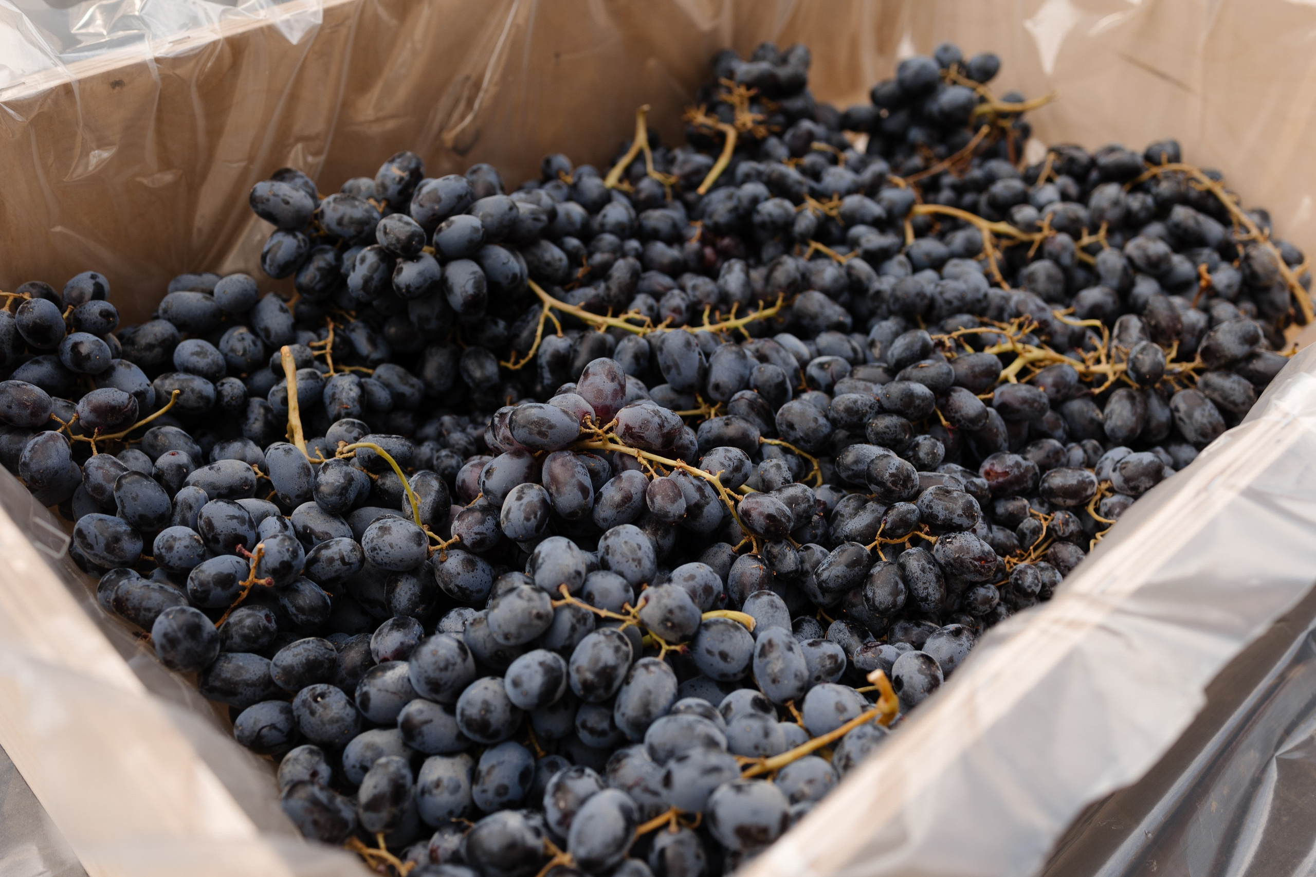 Праздник молодого вина Ртвели. Портретный и репортажный фотограф в Казани Максим Сипачев
