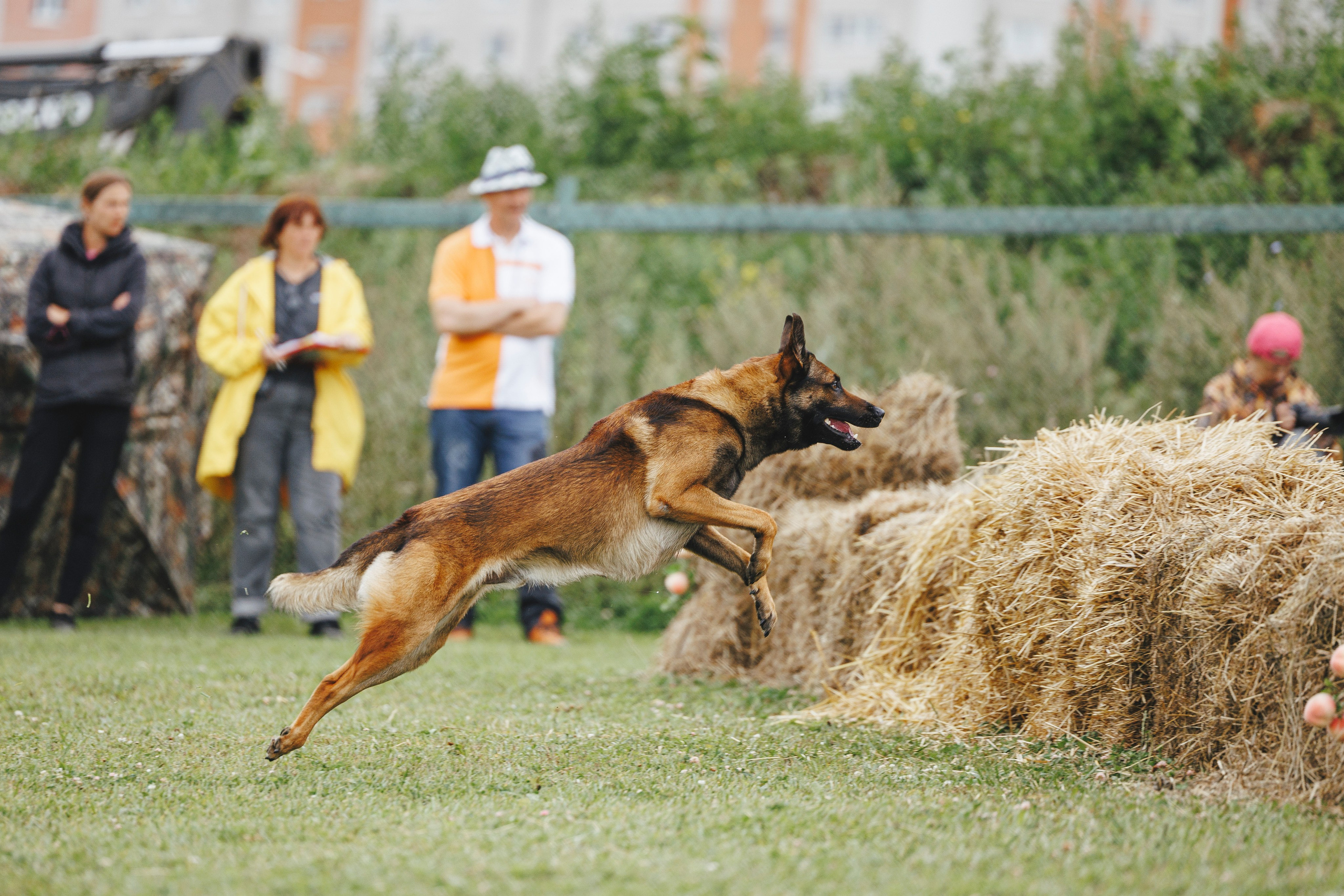 08.08.25-10.08.25 ЧР по мондьорингу г. Вологда. Фотограф-анималист Анна Маринич