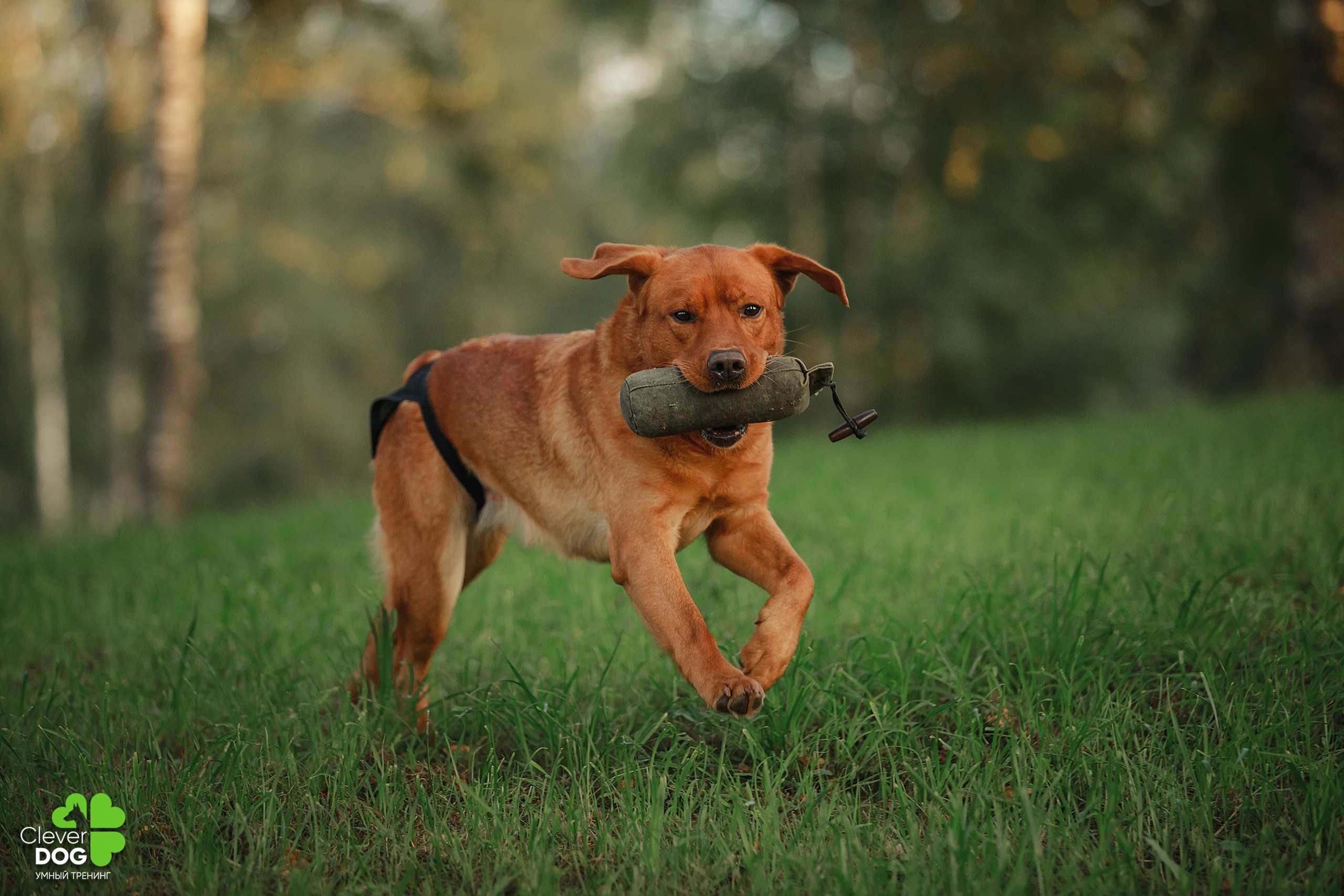 Кинологический лагерь CleverDog, 2024. Фотограф-анималист Mary Mart — Москва, Питер