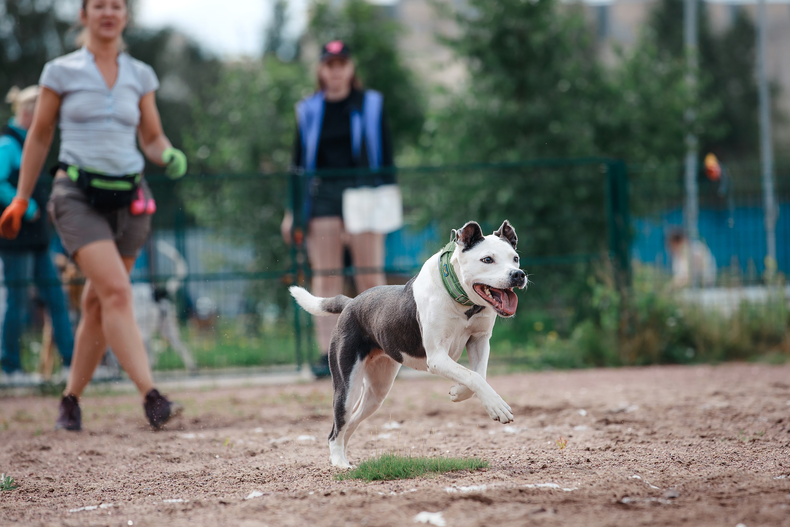 Питч&Гоу + веселые старты. Фотограф-анималист Mary Mart — Москва, Питер
