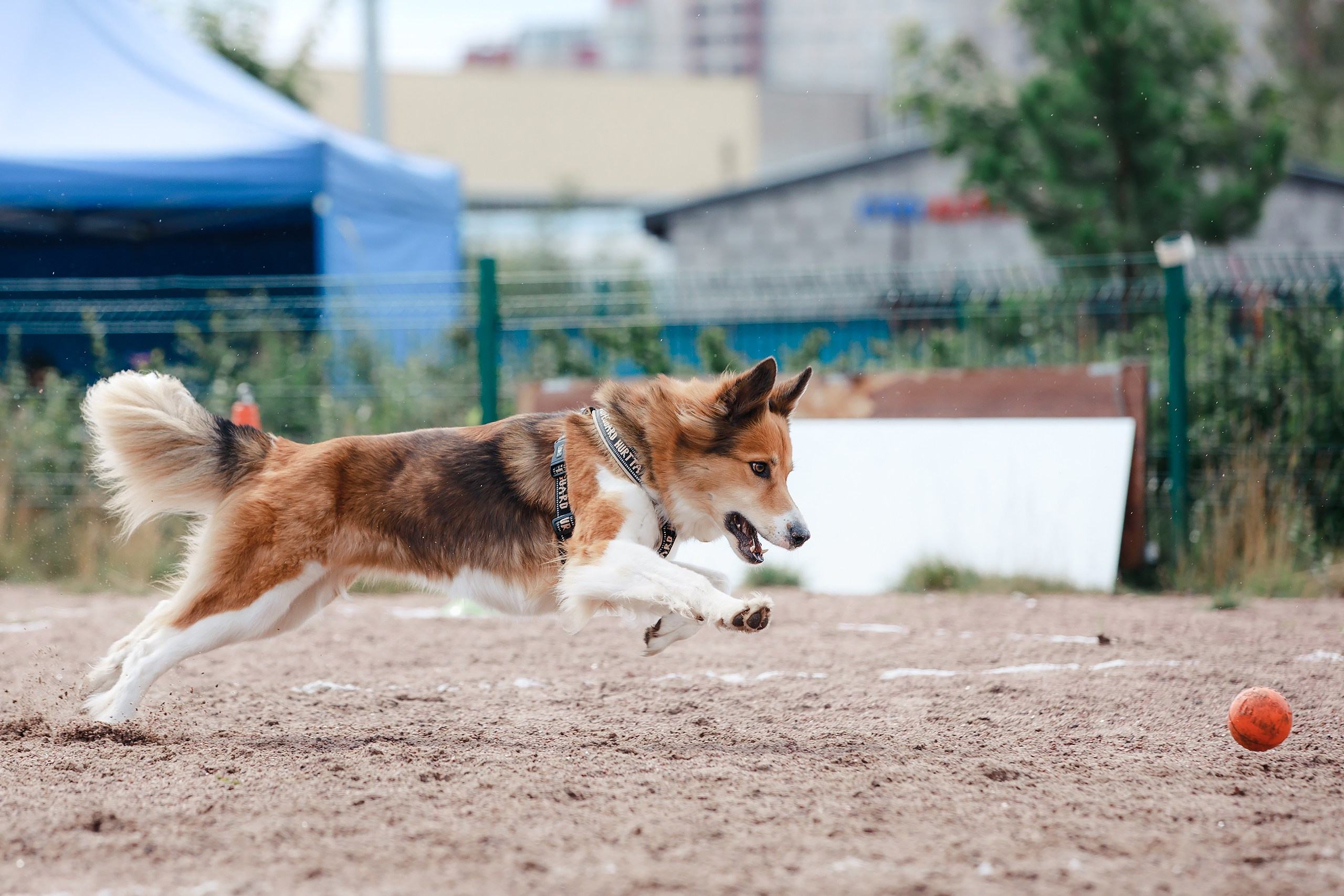 Питч&Гоу + веселые старты. Фотограф-анималист Mary Mart — Москва, Питер