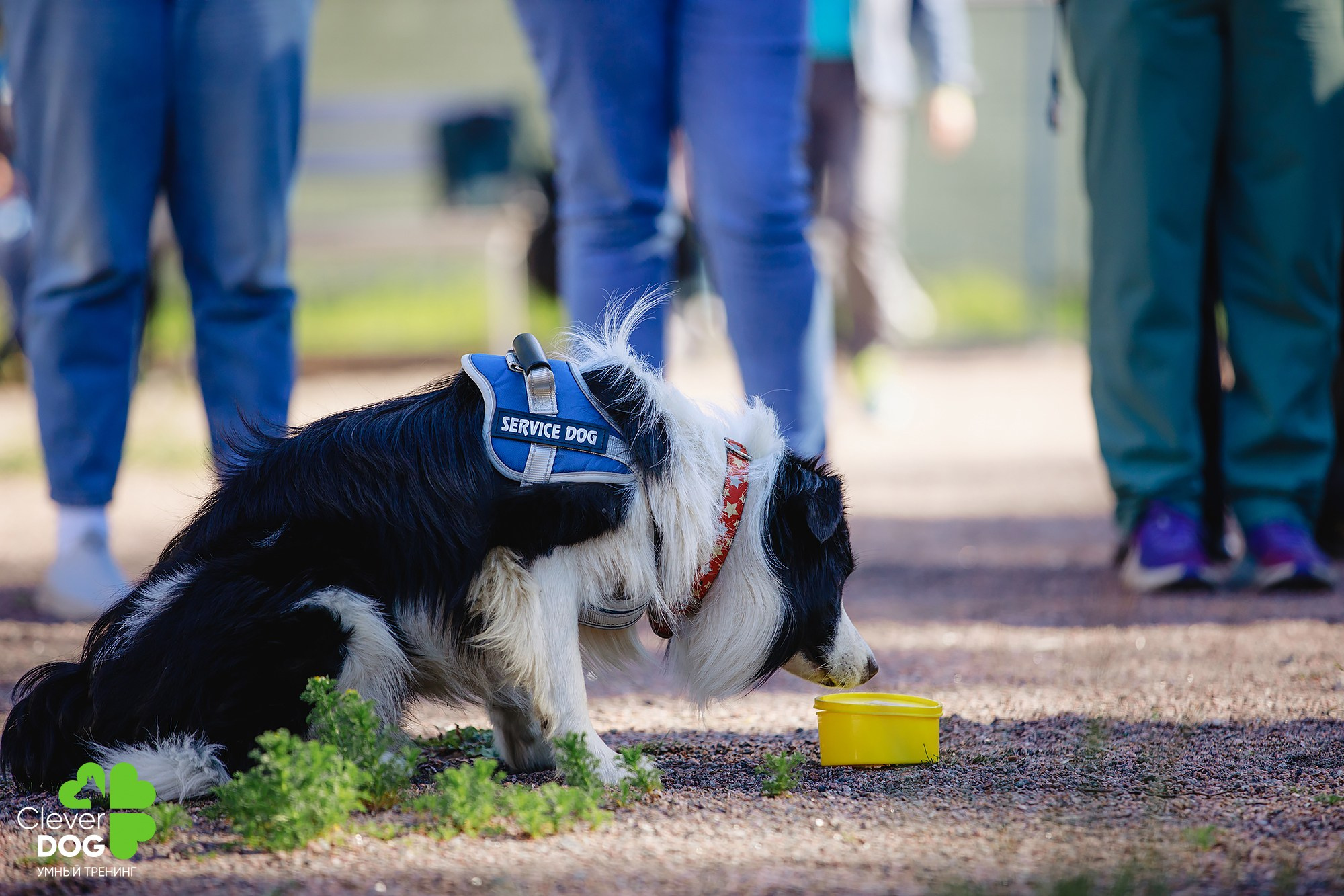 Семинар по поиску запаха с Иваном Ломовым, организатор CleverDog, СПб. Фотограф-анималист Mary Mart — Москва, Питер