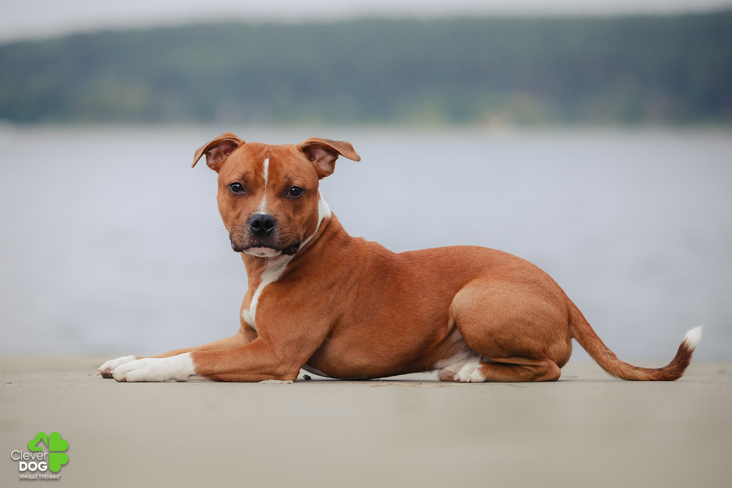 Кинологический лагерь CleverDog, 2024. Фотограф-анималист Mary Mart — Москва, Питер