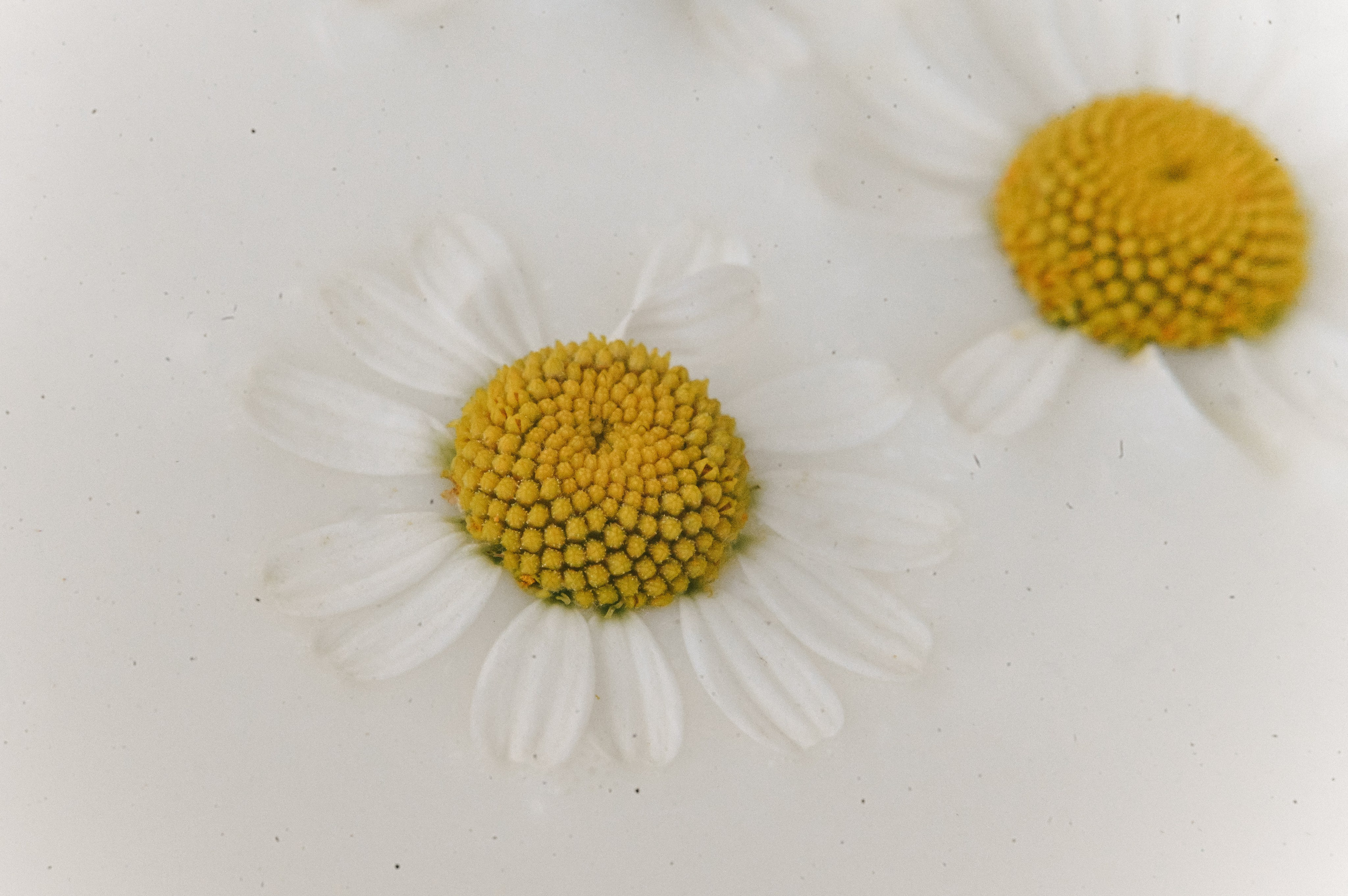 Андрей, Ксюша и Макар. Свадебный и семейный фотограф Волгоград Москва