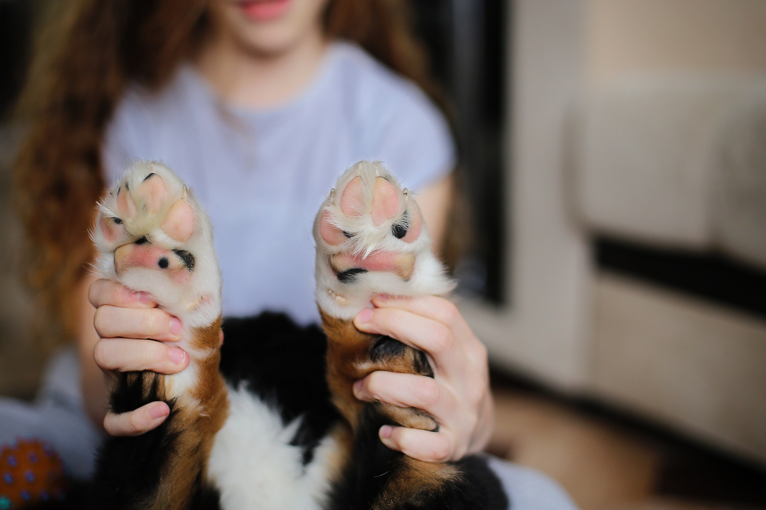 Четвероногие друзья. Репортажный, семейный, школьный фотограф в Иванове Инна Крылова