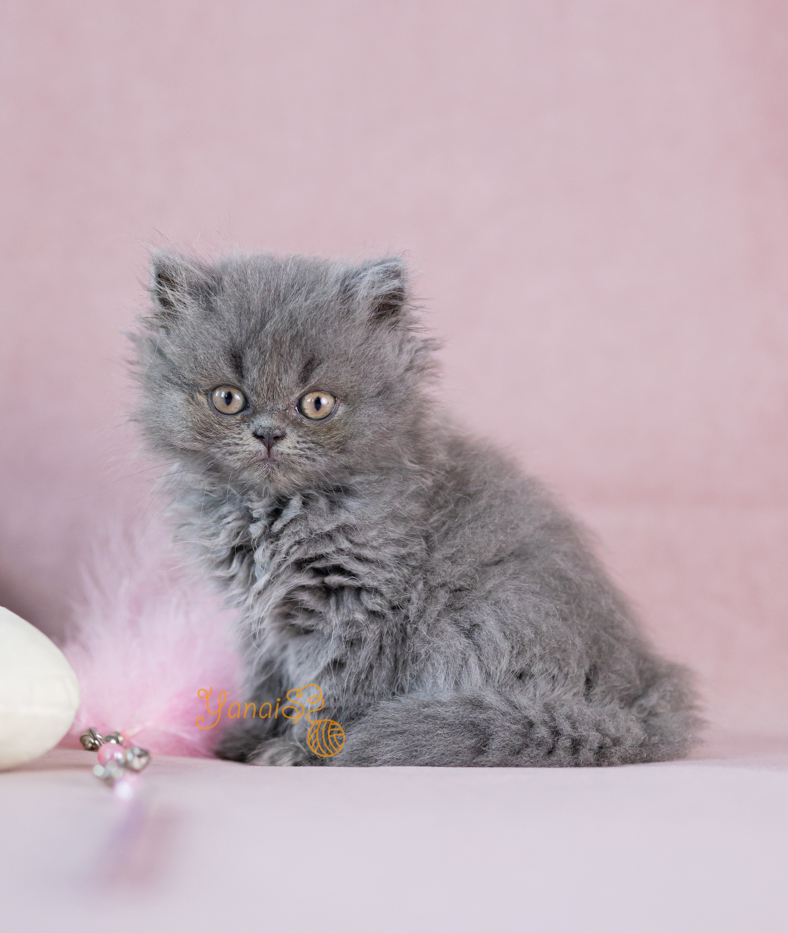 Котята. Фотограф Яна Матвеева в Ижевске