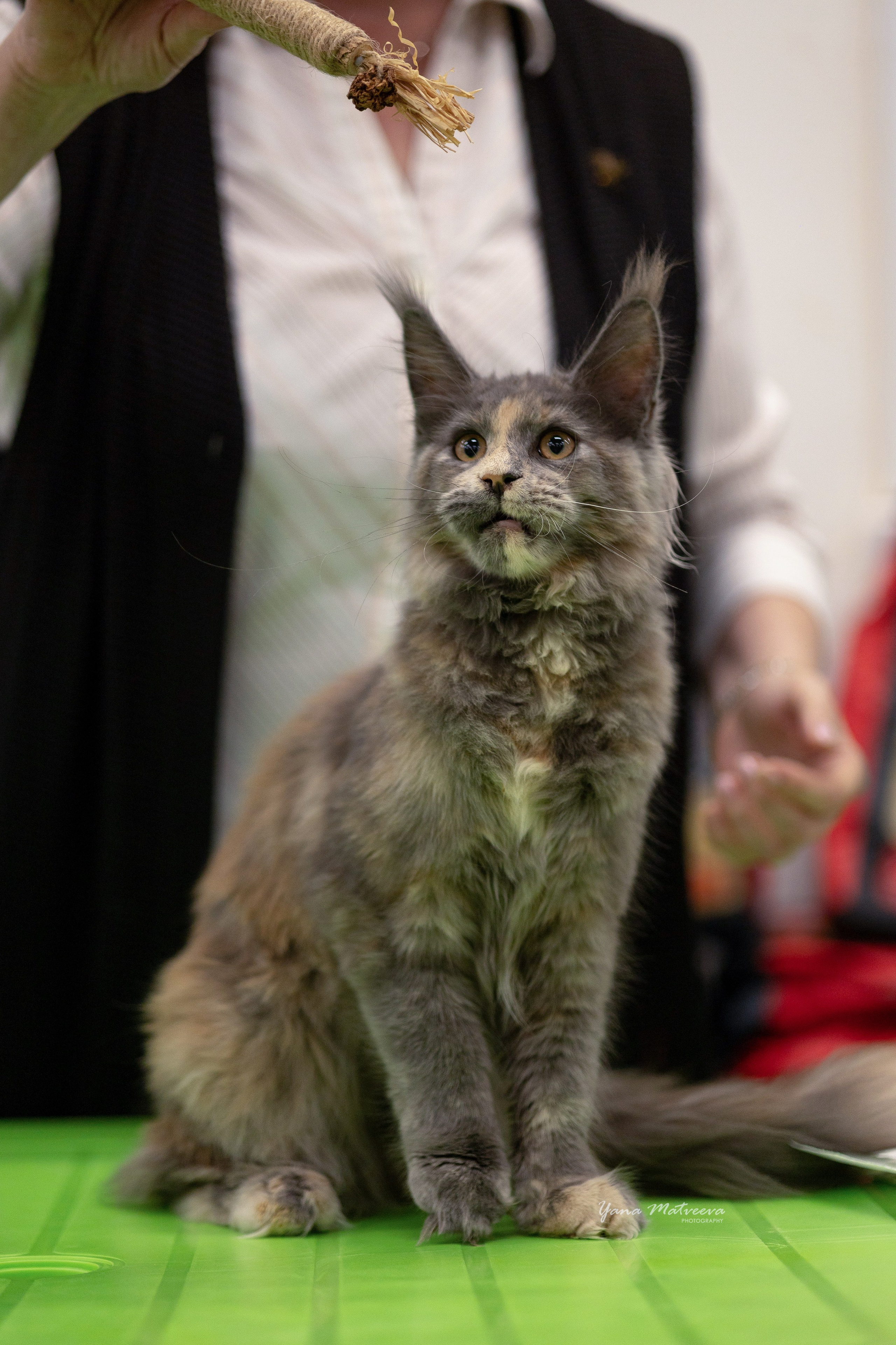 Кошки. Фотограф Яна Матвеева в Ижевске