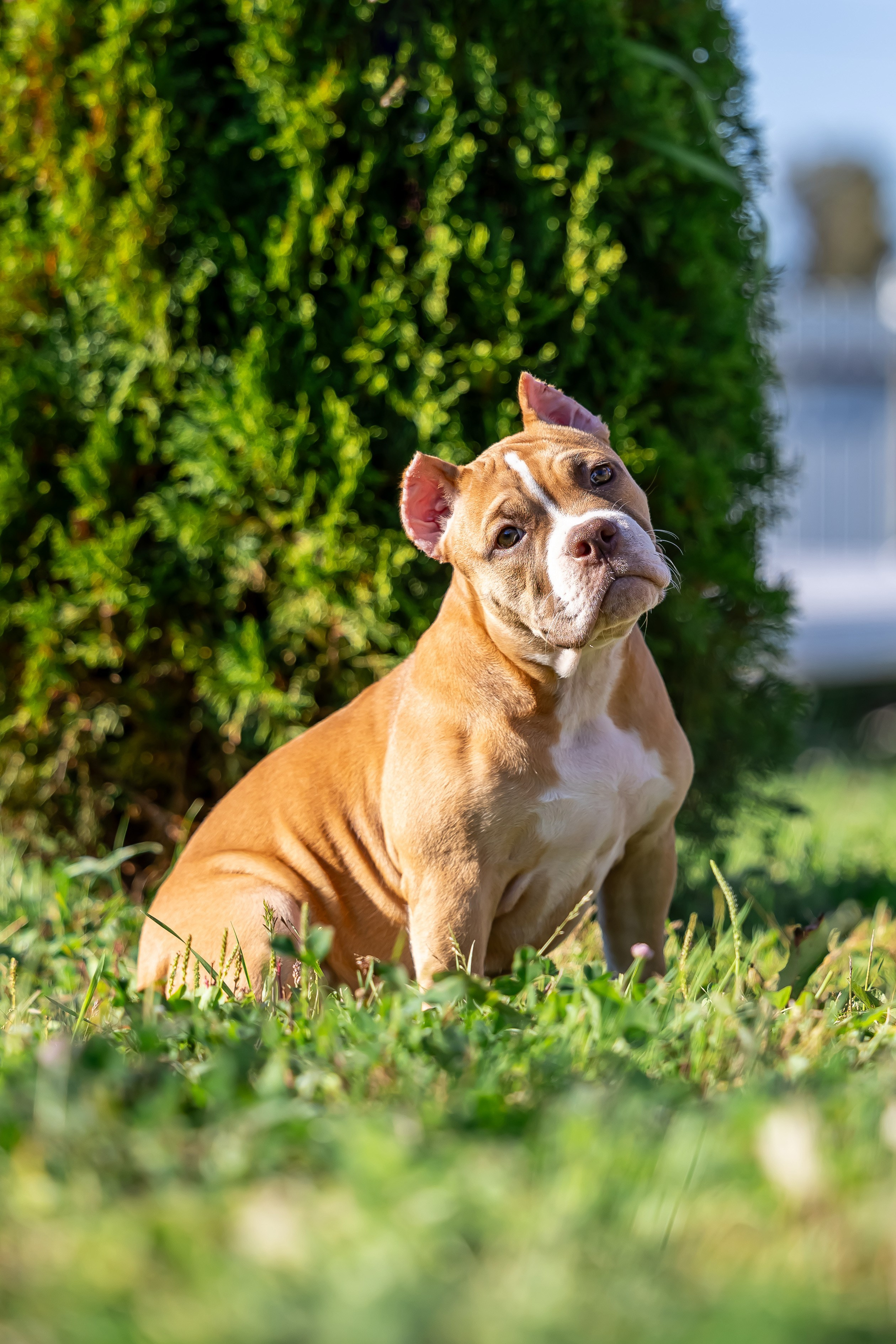Щенки. Фотограф Яна Матвеева в Ижевске