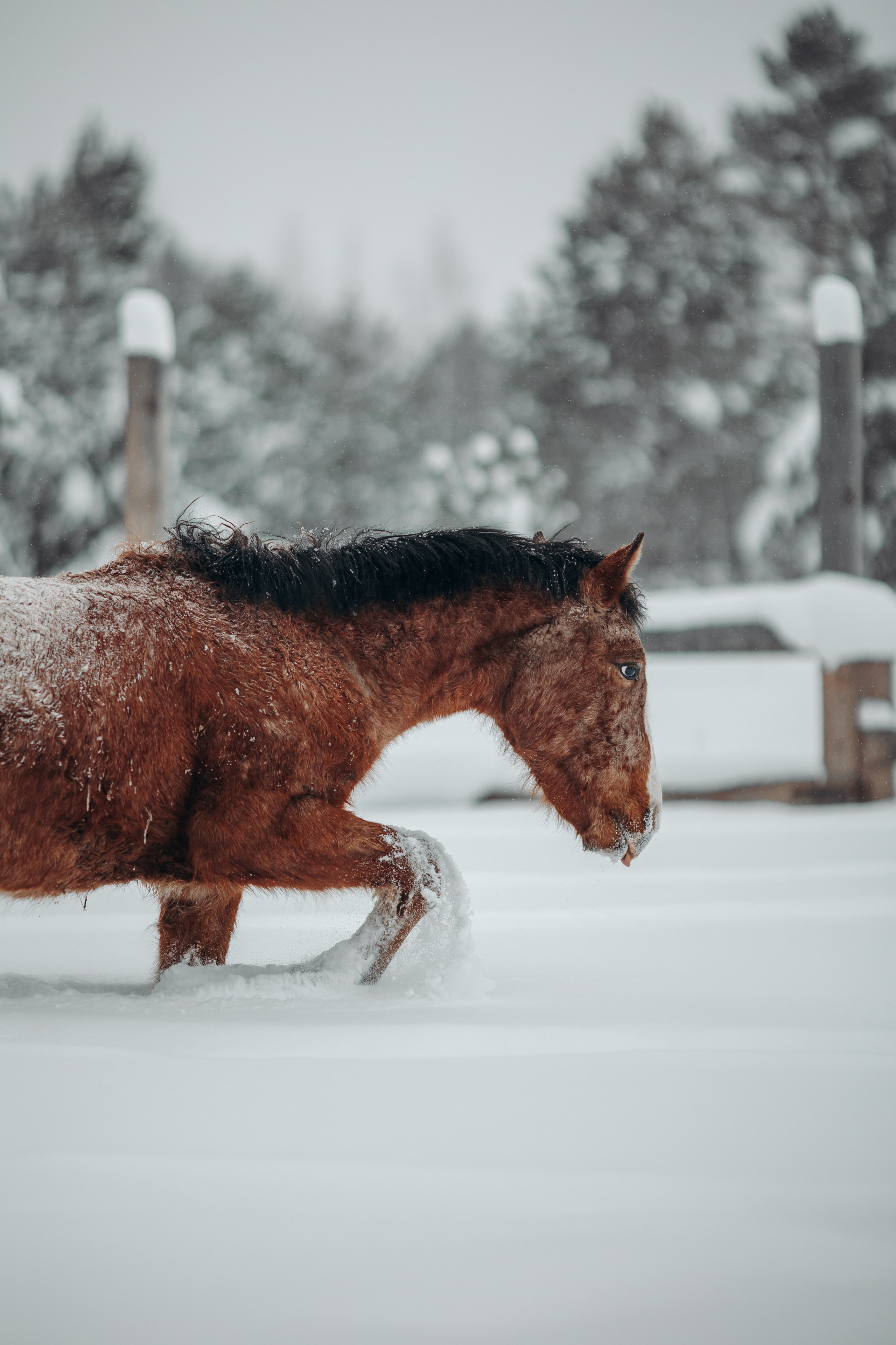 Яблоки на снегу. Анна Молчанова конный фотограф в Тюмени | фотосессии с лошадьми Тюмень