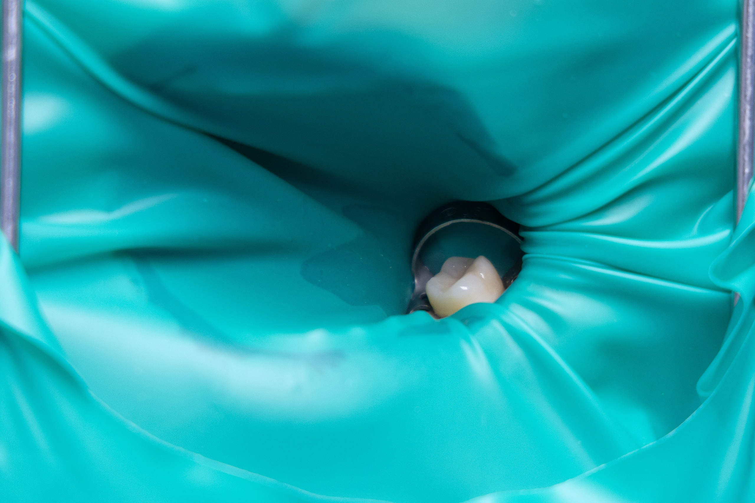 Стоматалогия. Photomantis