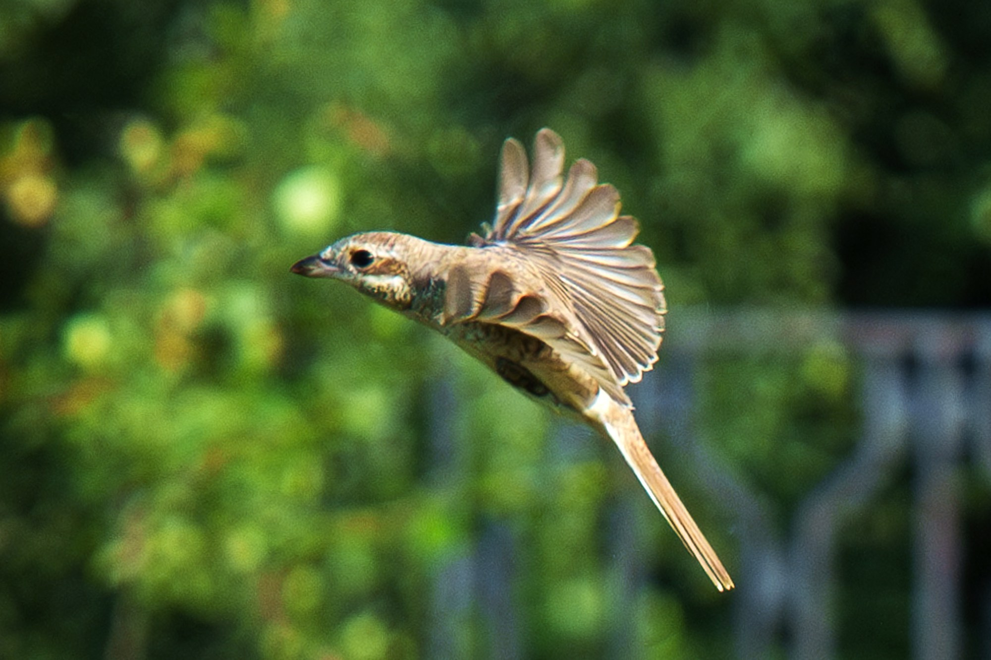 Удивительные мир птиц. Вокруг нас столько прекрасного — присмотритесь!. Ваш личный фотограф Марина Волкова